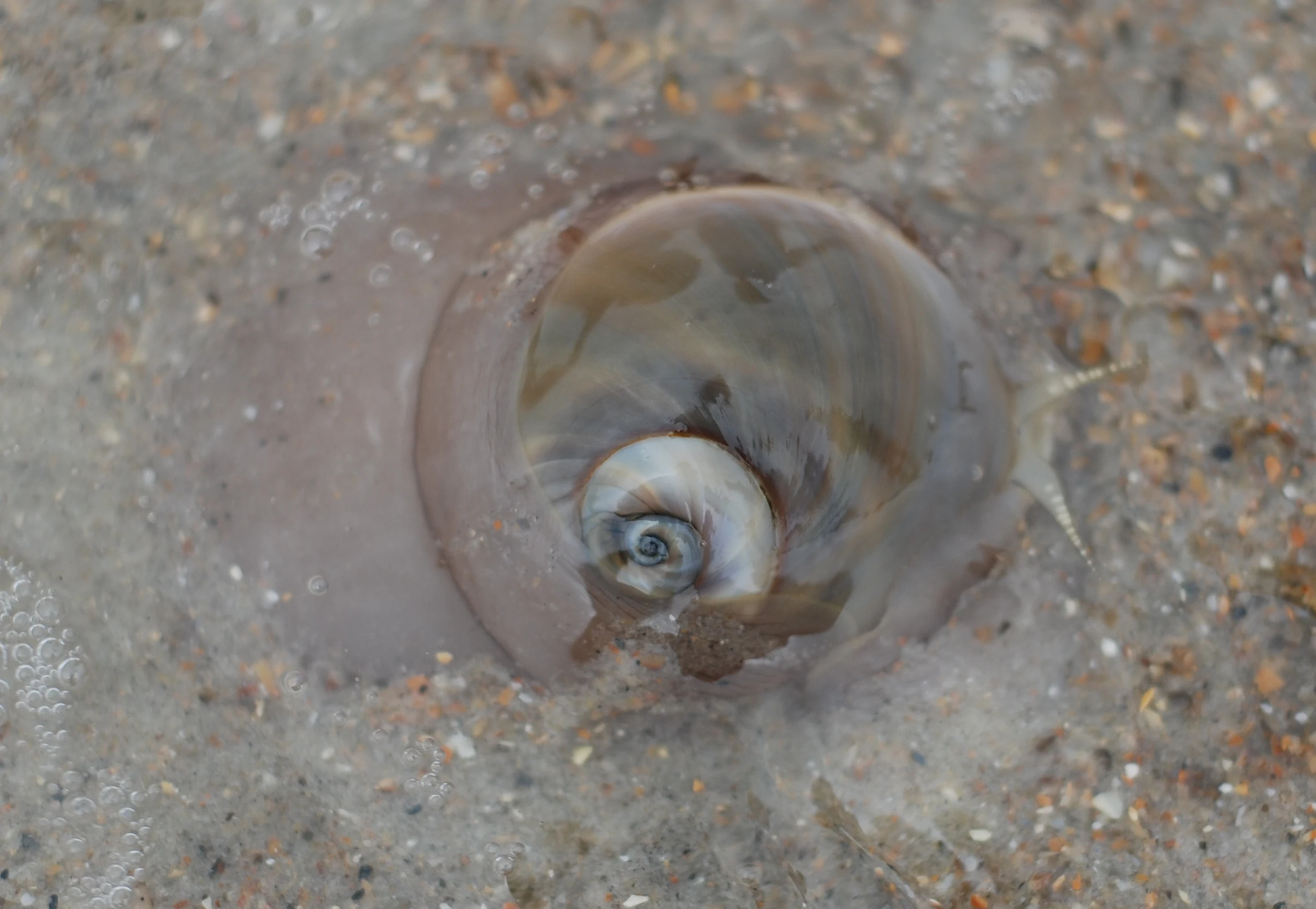 A close up view of a shark eye moon snail, showing its smooth, light-colored, globular shell and fleshy mantle resting in shallow, sandy water.