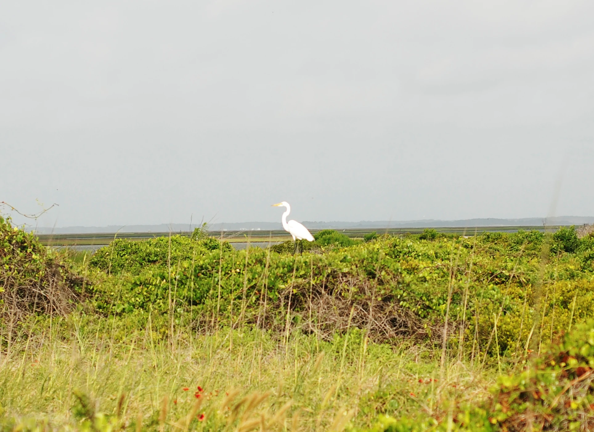 A white great egret stands amidst green coastal shrubs and grasses with a flat, distant horizon under a pale, overcast sky.
