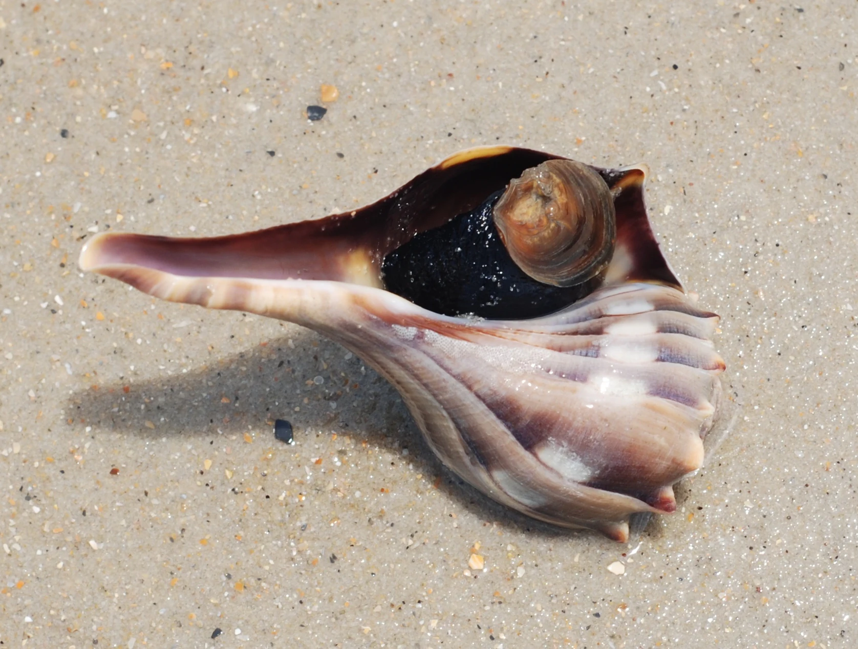 A close up view of a live lightning whelk shell lying on the tan sand of a beach.