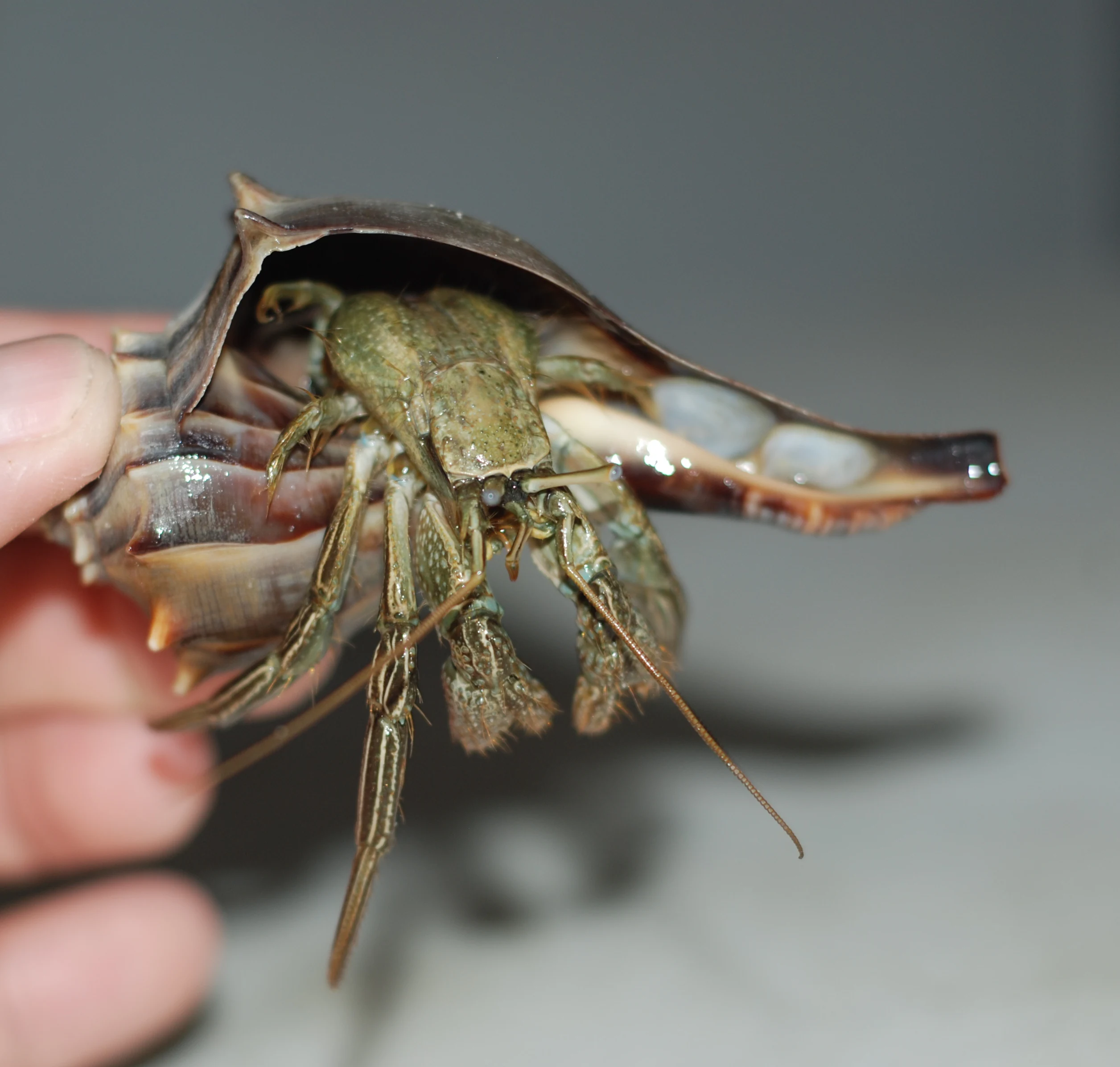 A close-up shot of a small hermit crab with its body partially emerging from a dark brown, spiky whelk shell, held in a person's hand.
