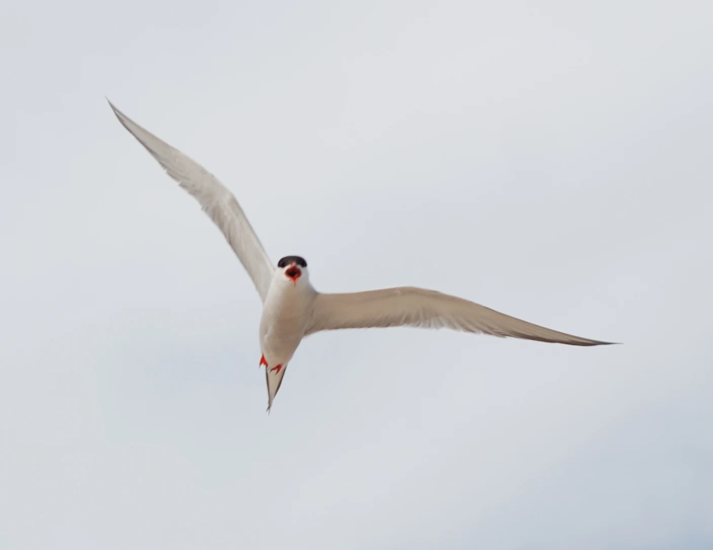 A white tern with a black cap flying with its wings spread against a bright, overcast sky.