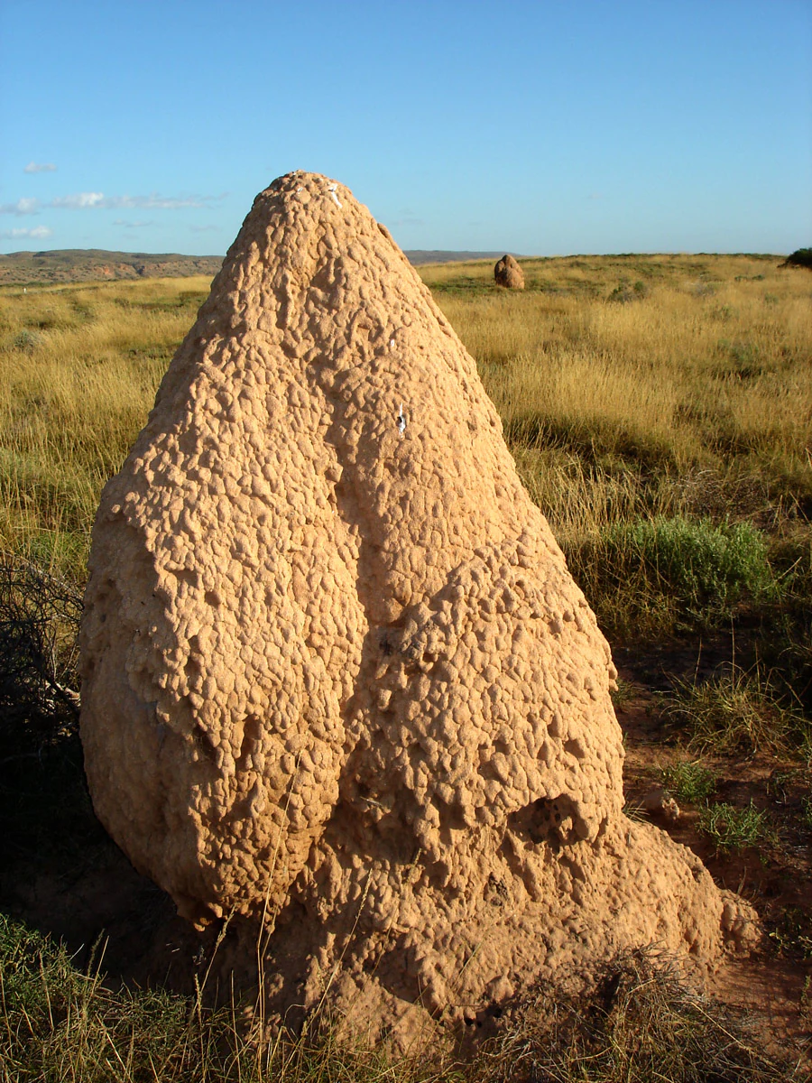 Large termite hill in a grassy field under clear blue sky