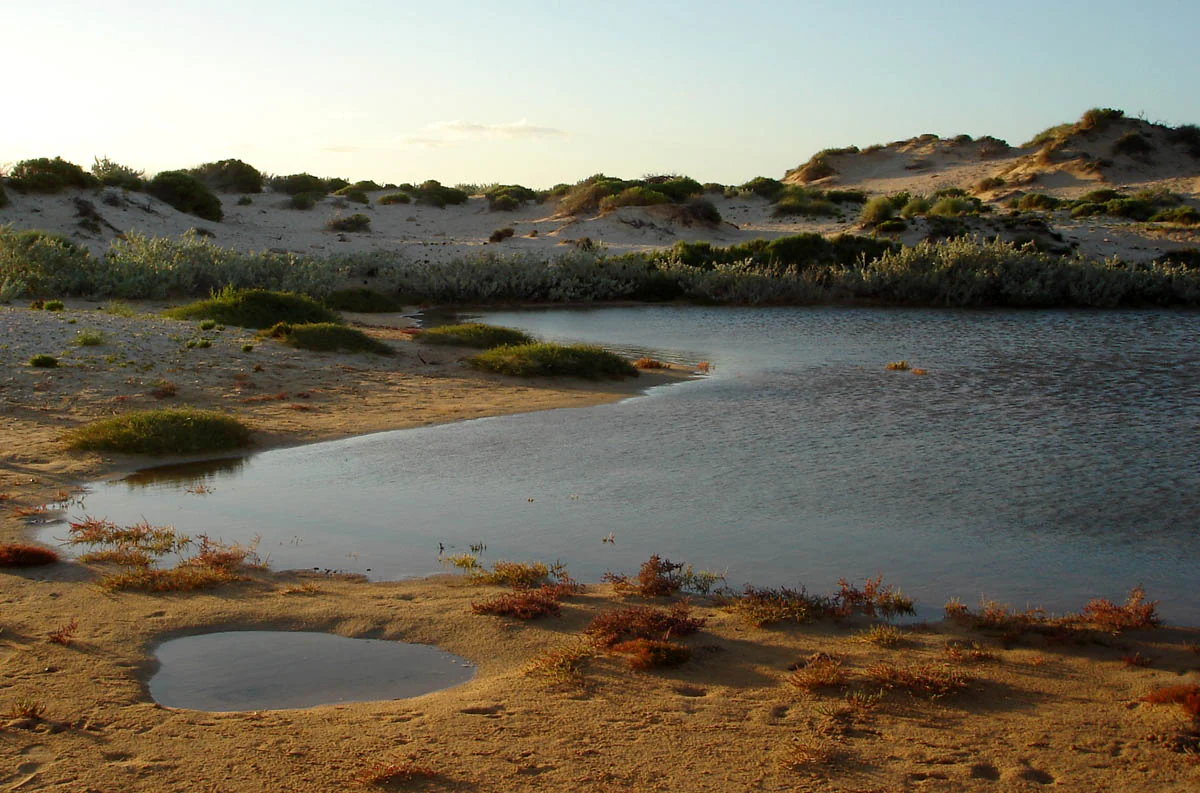 Sandy beach with a small body of water, low-lying vegetation, and sand dunes under a clear sky.