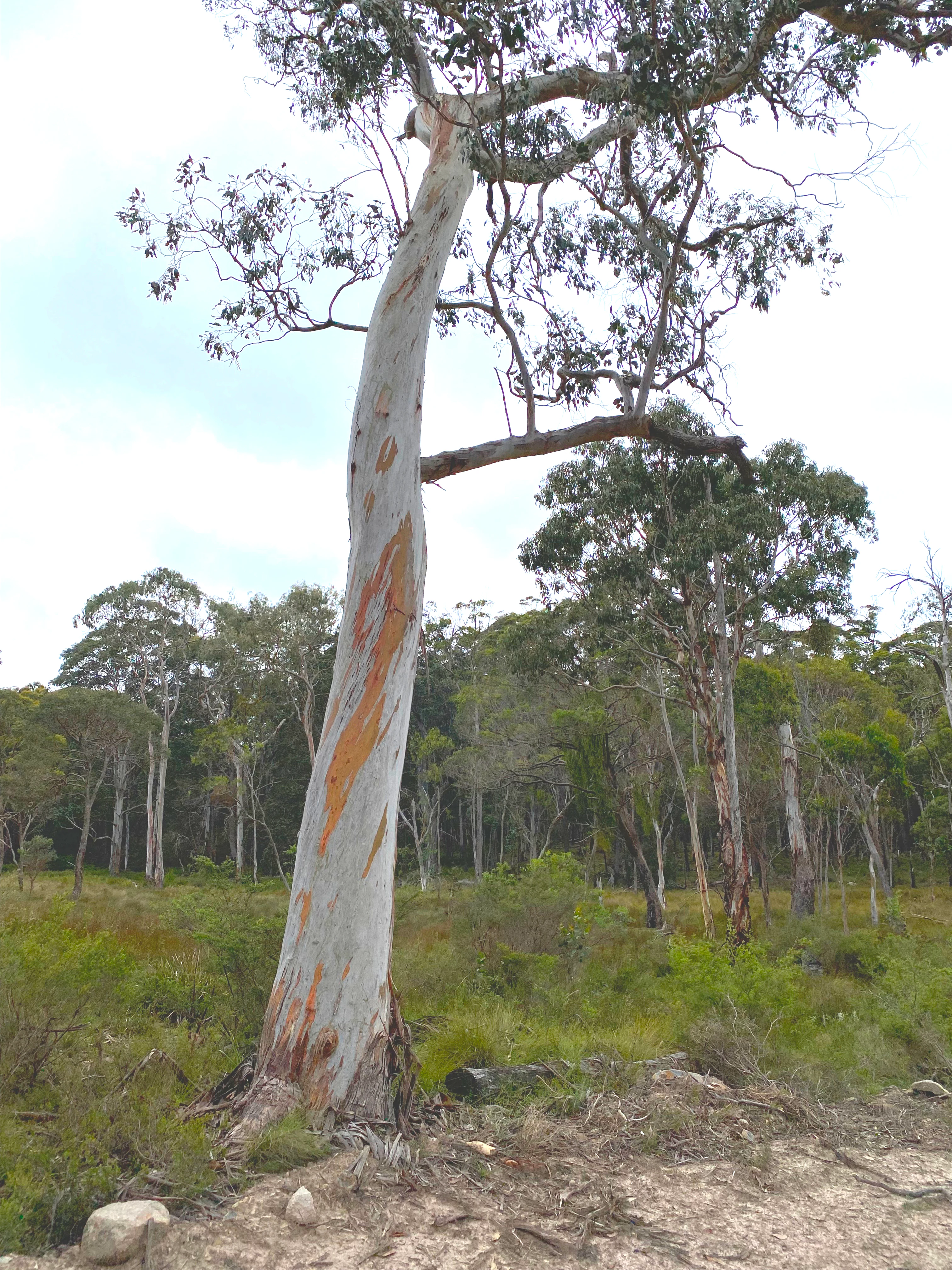 Tall eucalyptus tree with white and orange bark standing in a forested area with green undergrowth