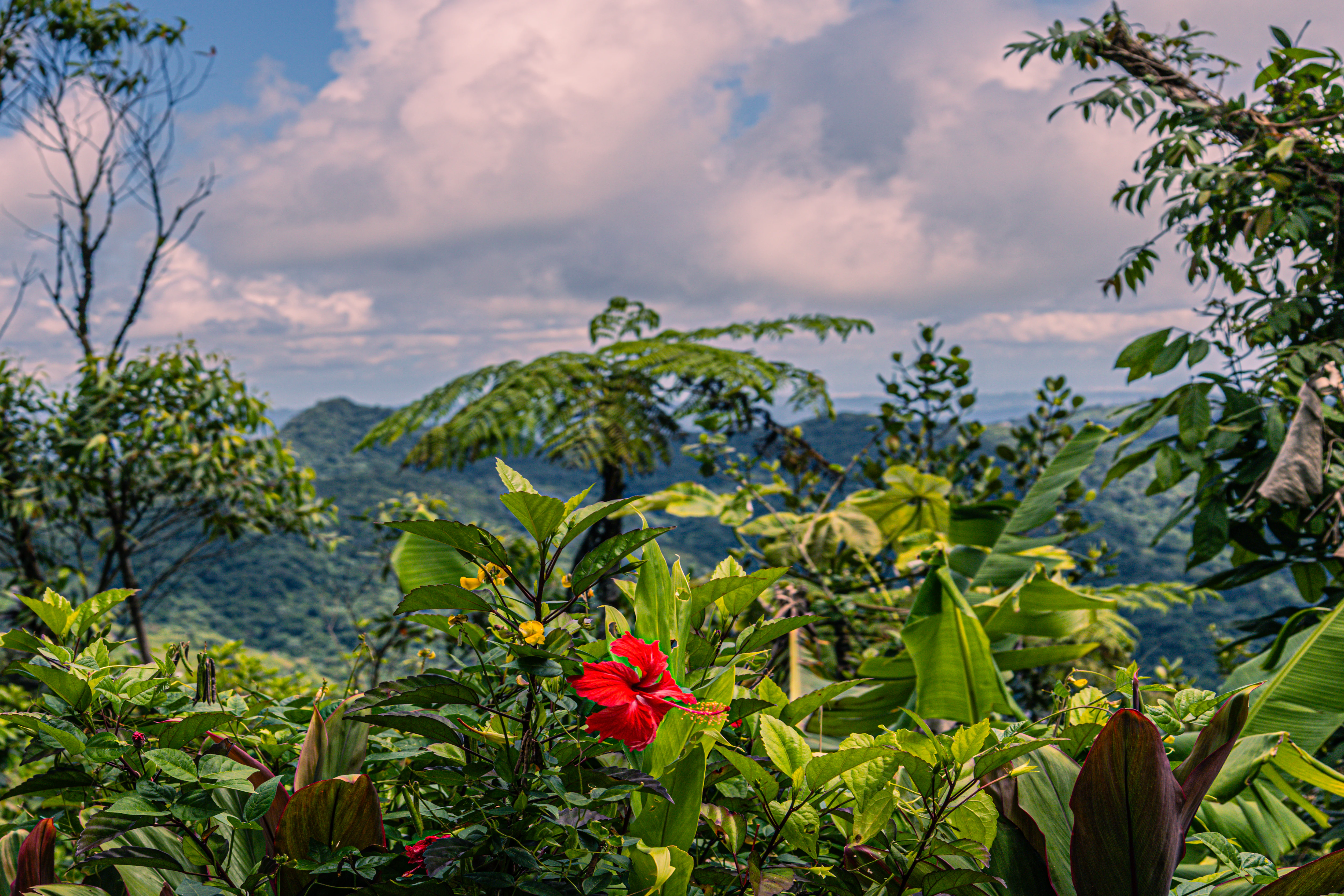 A vibrant red hibiscus flower stands in the foreground, with dense tropical mountain vegetation and rolling, tree-covered hills in the background under a cloudy sky.