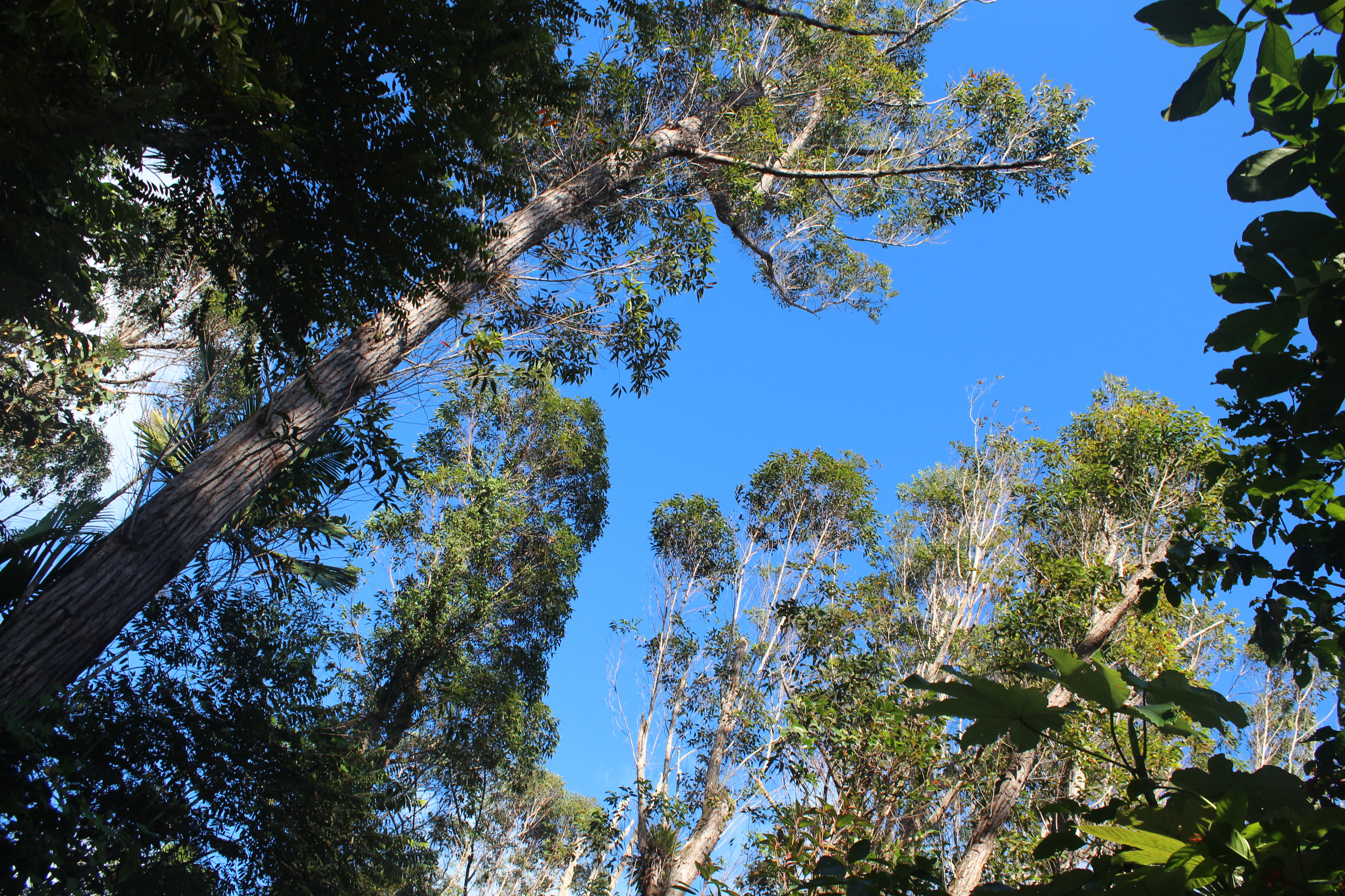 A low angle view of tall trees in a dense forest, looking upward at the branches and green foliage against a clear blue sky.
