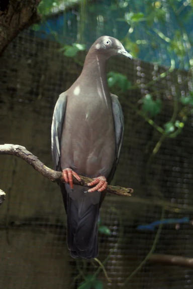 A Puerto Rican Plain Pigeon, with brownish-gray feathers and pinkish-red feet, perched on a thin tree branch against a blurred natural background.