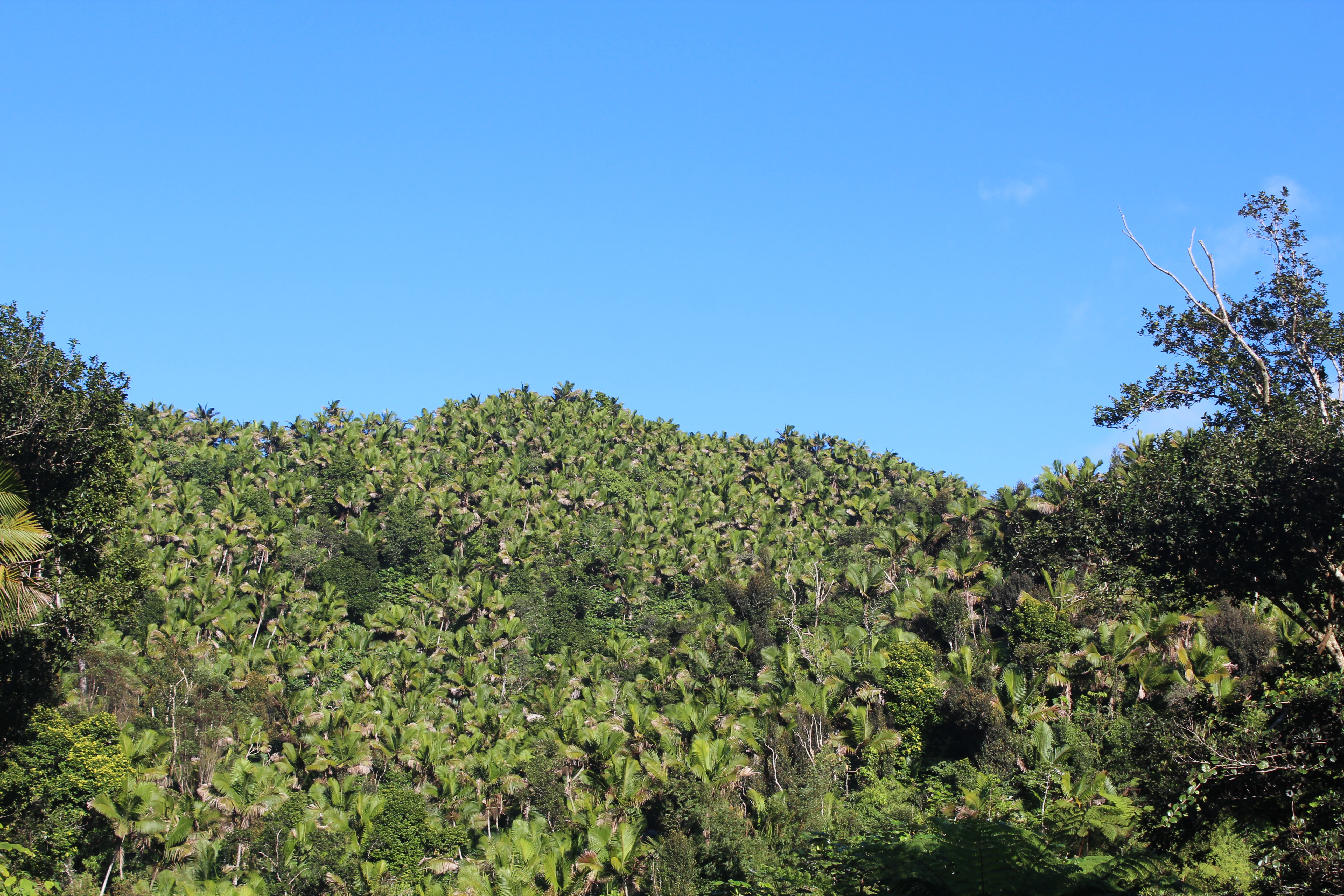 A wide view of a densely forested, rounded mountain slope covered in tropical palm-like trees under a clear blue sky.