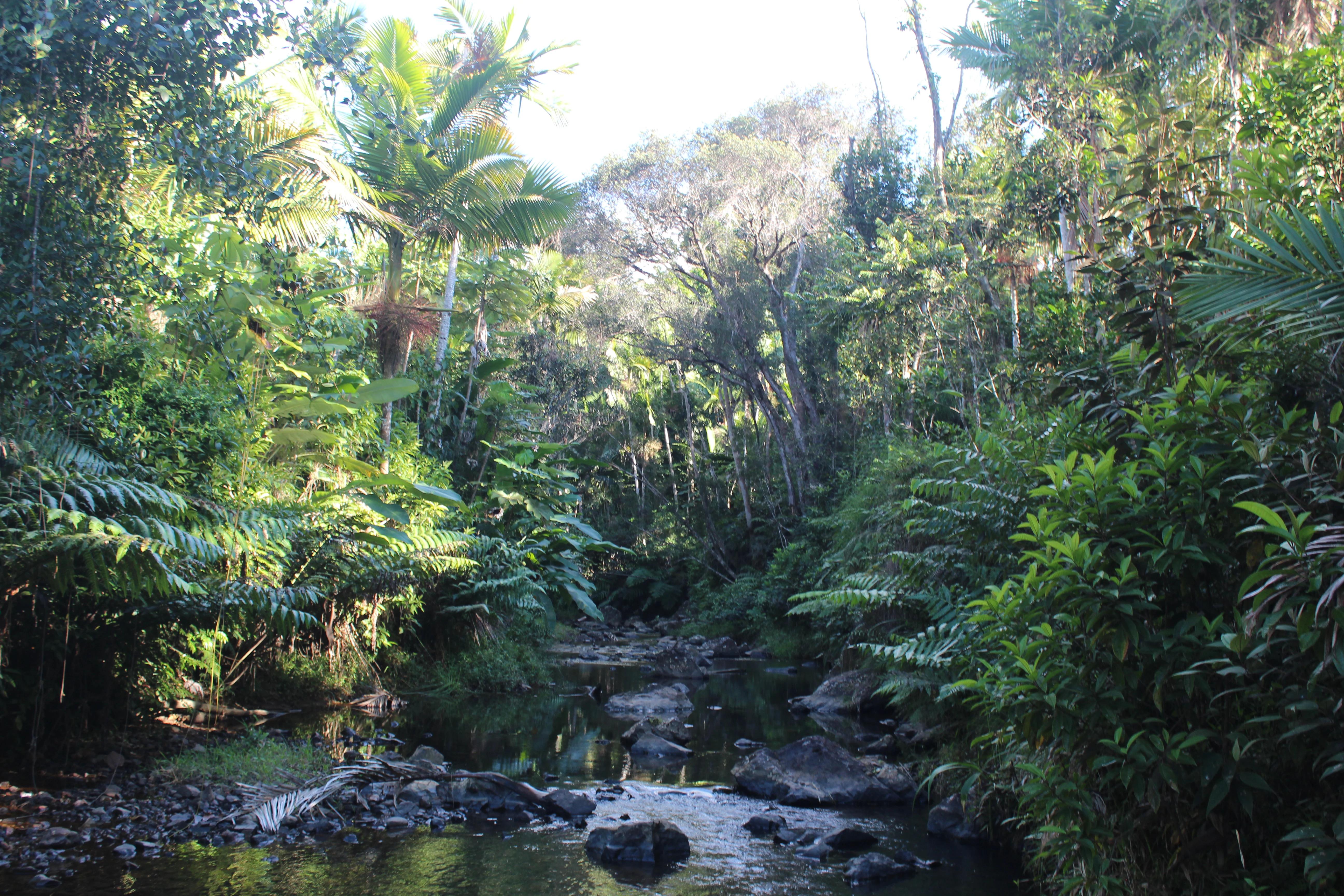 A narrow stream flows through a dense, tropical forest with ferns and tall trees lining the banks.