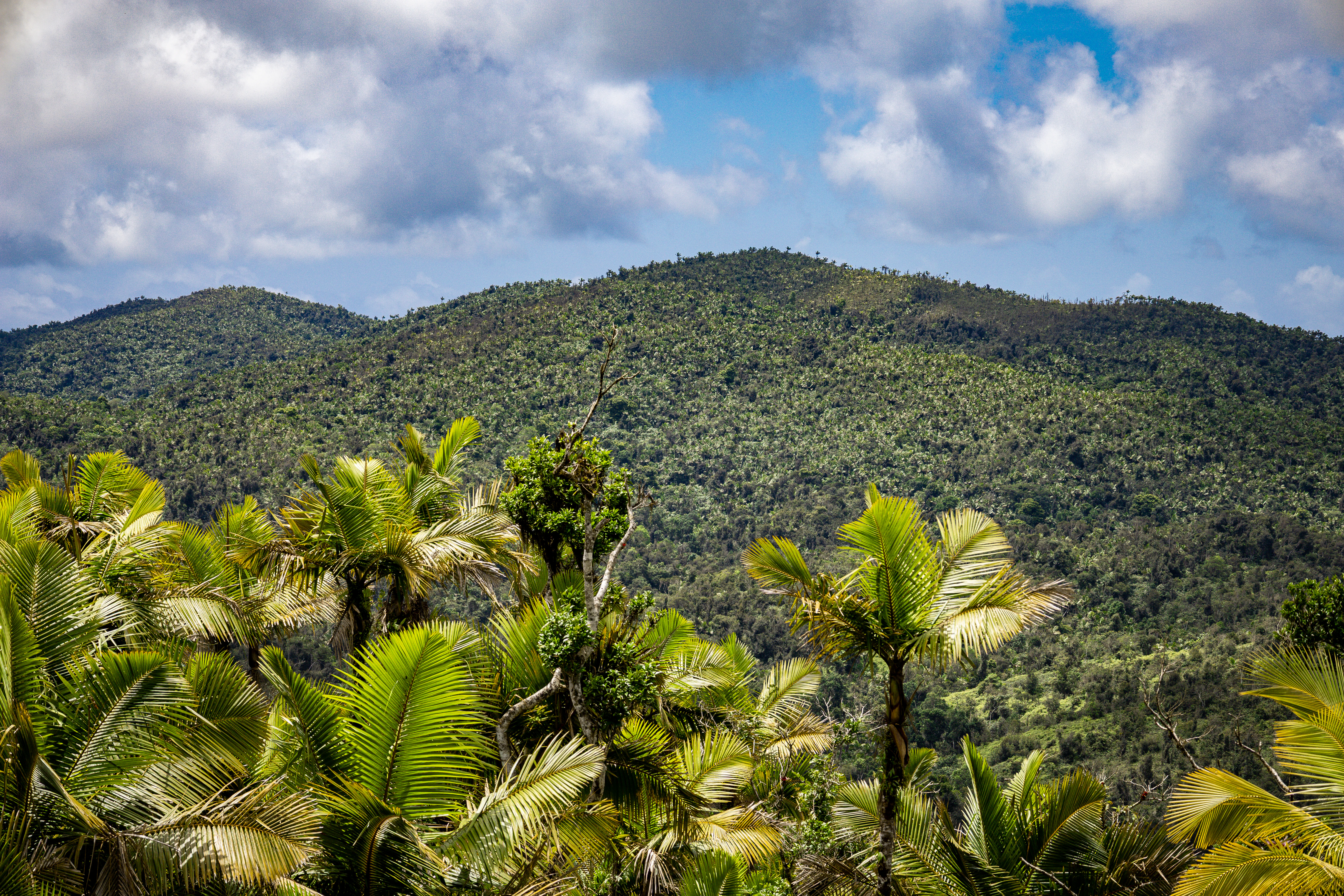 A wide, eye-level outdoor shot looking across a dense, green tropical mountain range under a partly cloudy sky, with several palm trees in the immediate foreground.