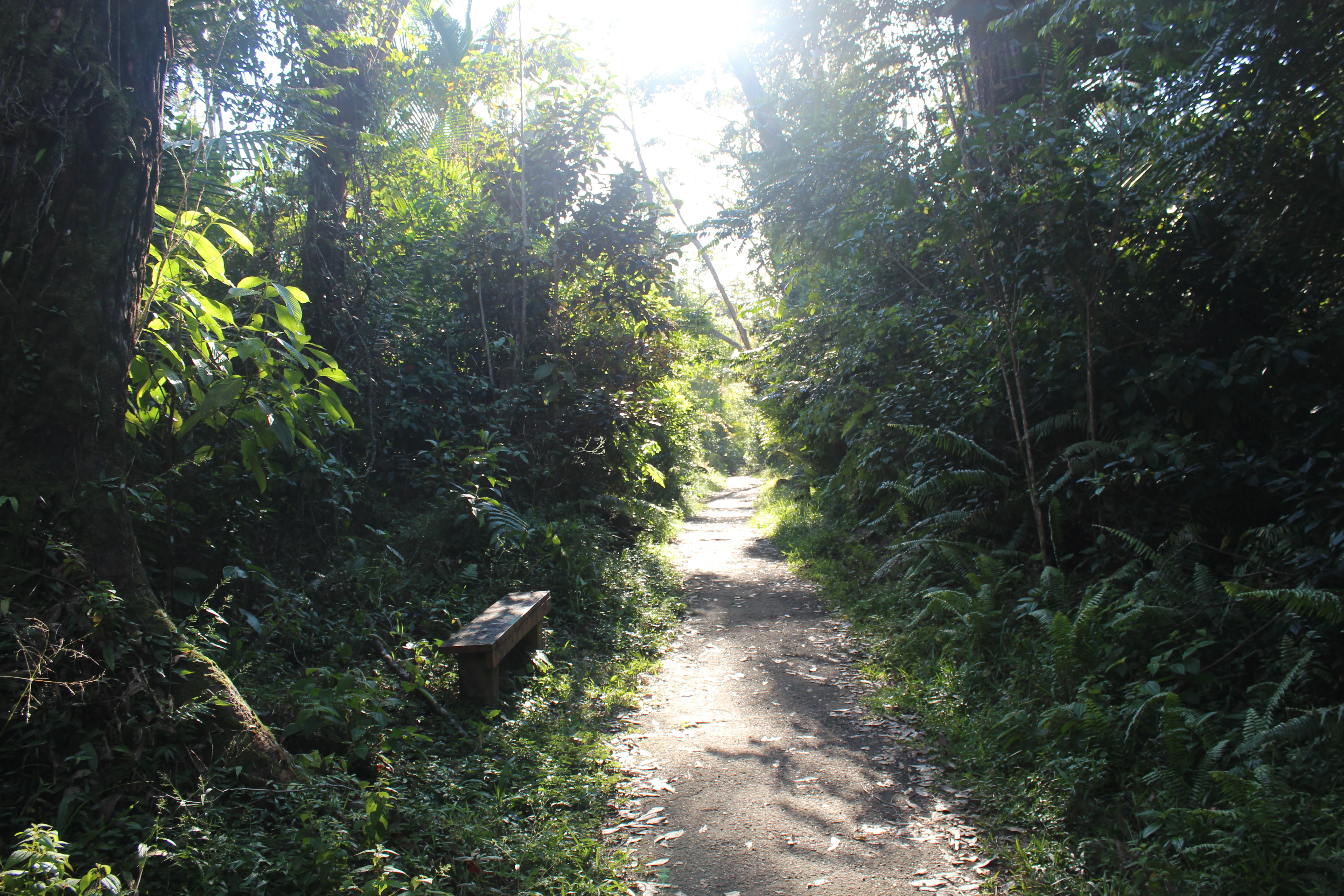 A dirt hiking trail leads into a lush, green forest with sunlight filtering through the dense canopy; a small wooden bench sits to the left of the path.