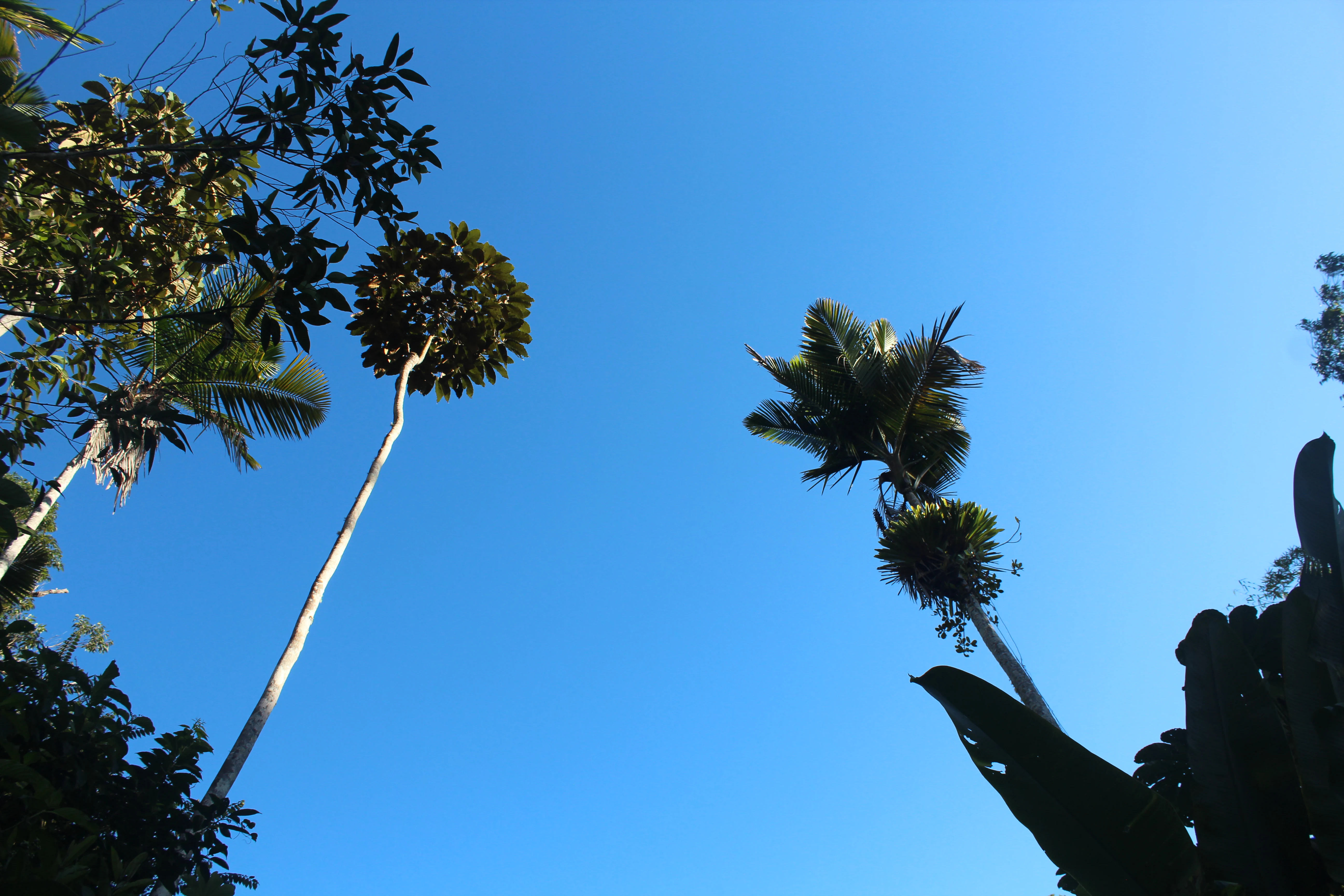 A low angle view looking up at the tops of tall trees and palms against a clear blue sky.