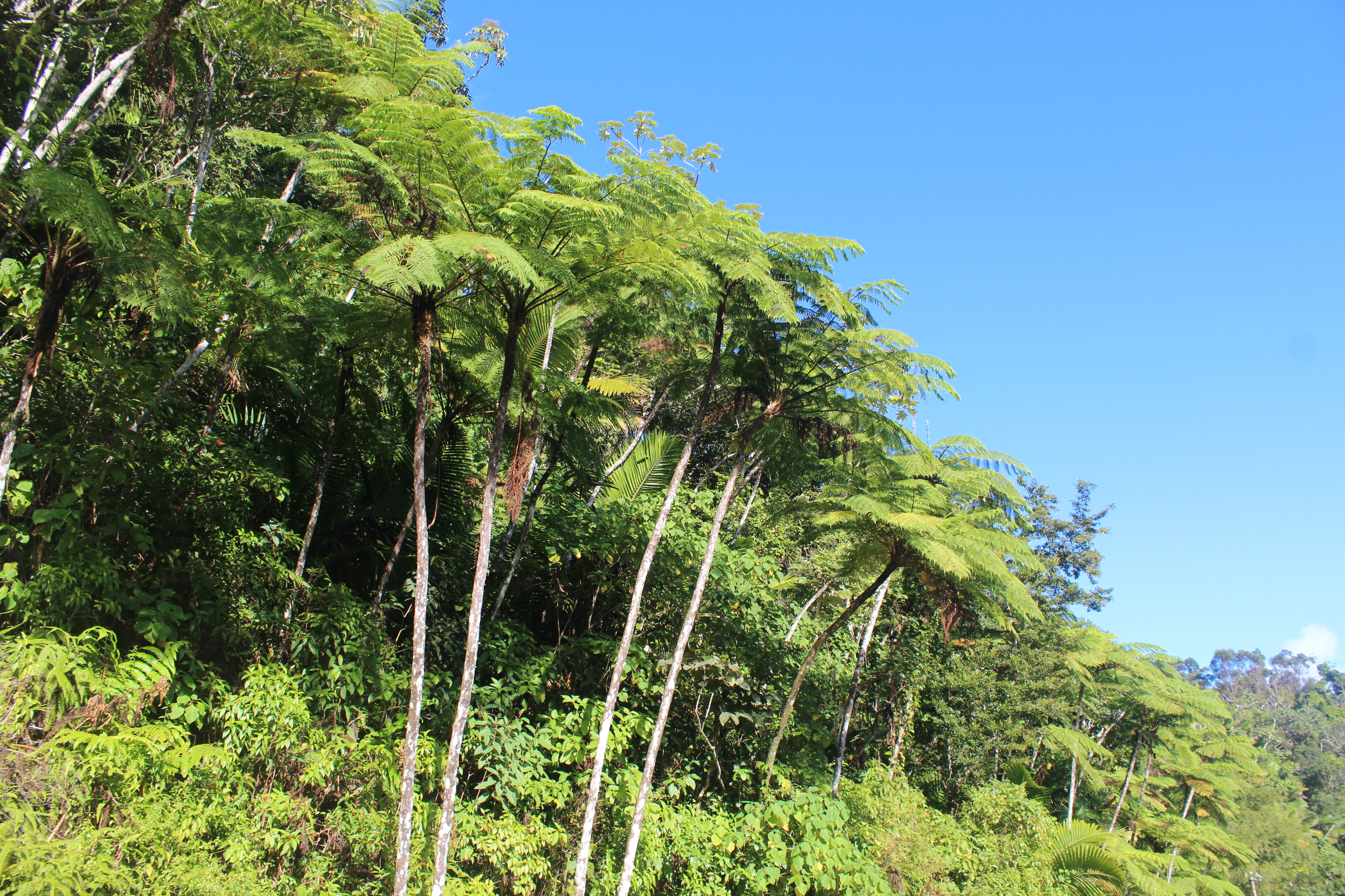 A group of tall tree ferns with wide, feathery fronds standing on a lush, green, forested slope under a clear blue sky.
