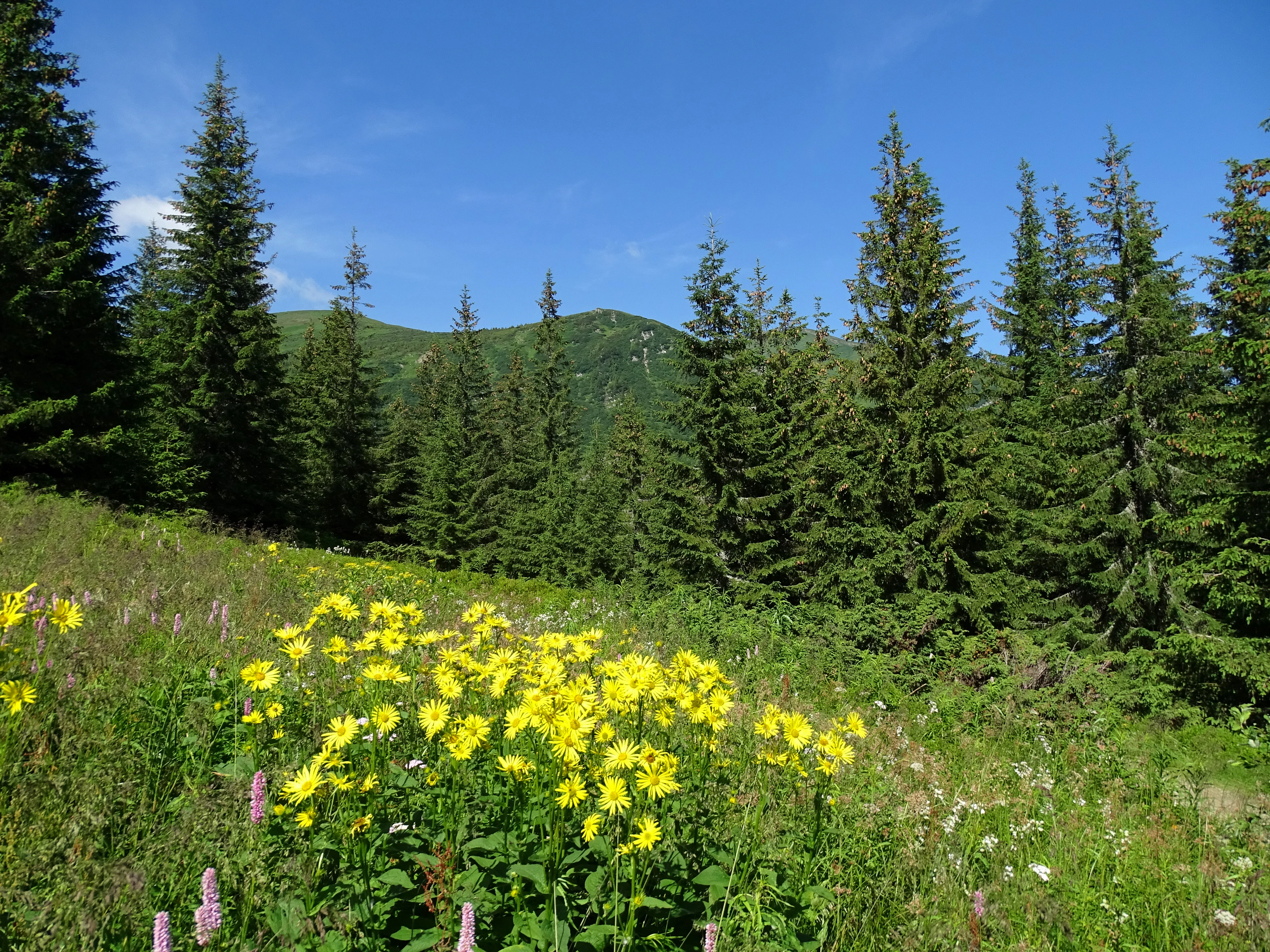 Wildflower meadow with yellow and purple flowers, coniferous trees, and mountain peaks under clear blue sky