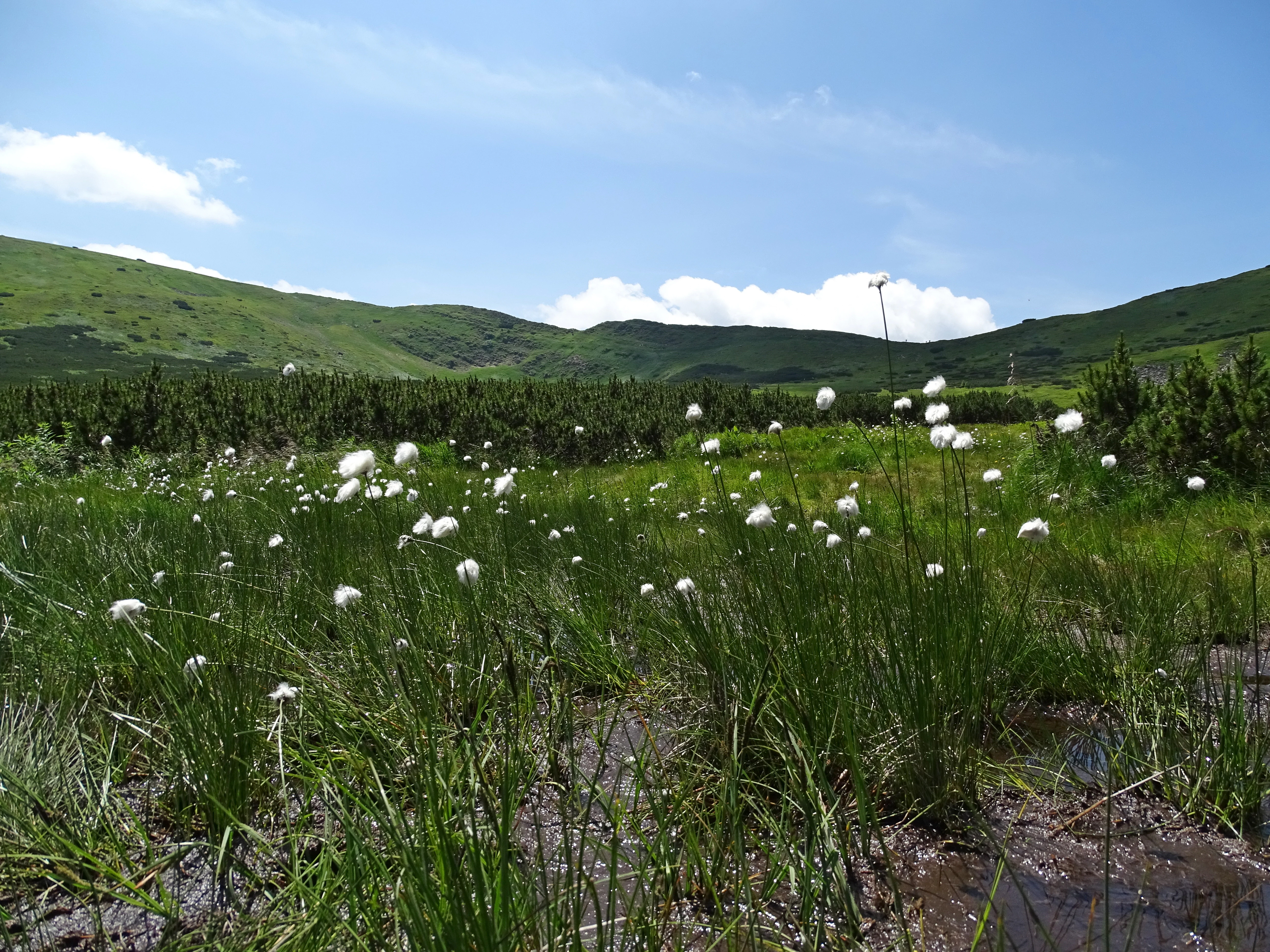 Cotton grass meadow with green hills and blue sky