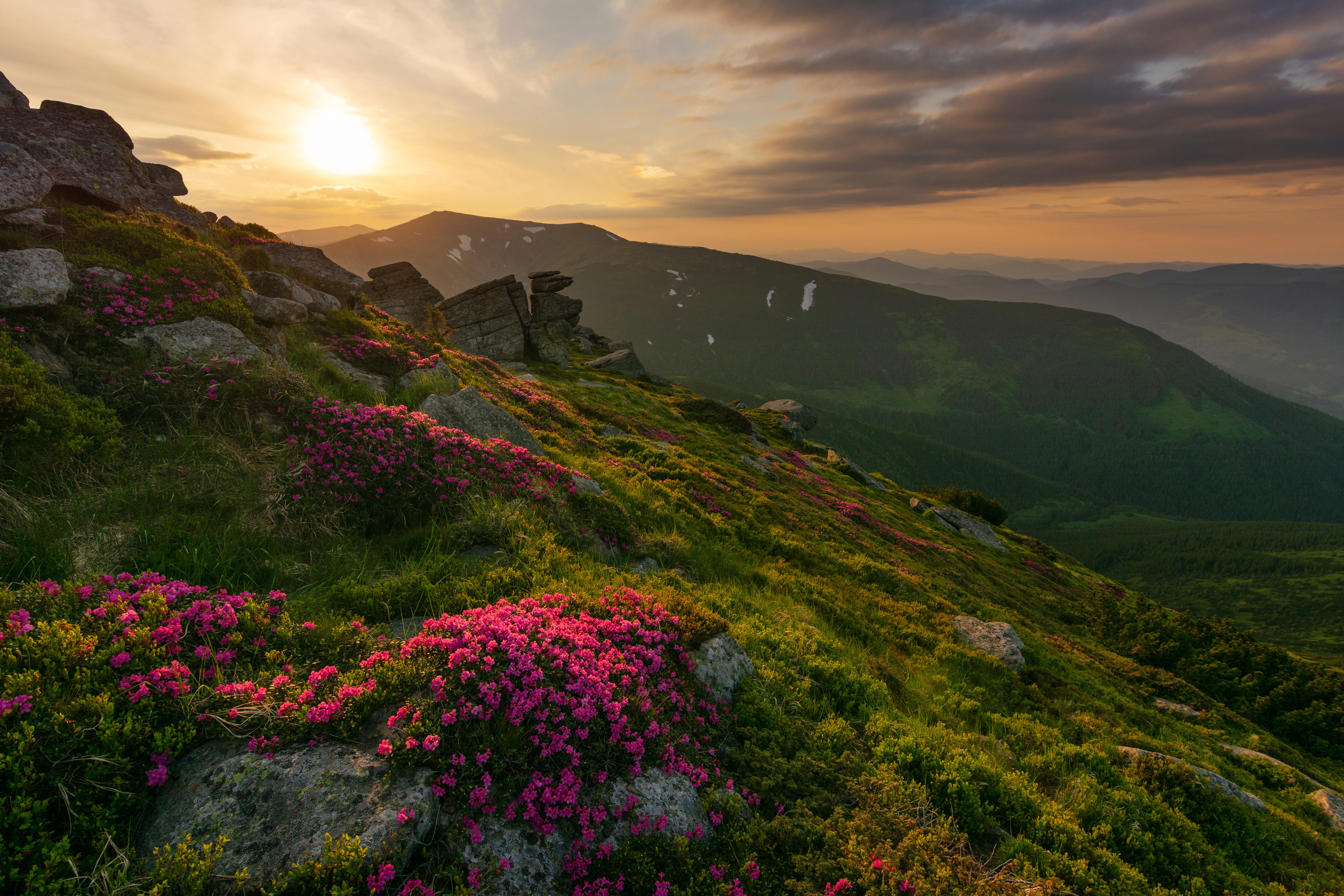Vibrant pink rhododendron flowers covering a rocky mountain slope at sunrise with rolling hills and distant mountains under a partly cloudy sky