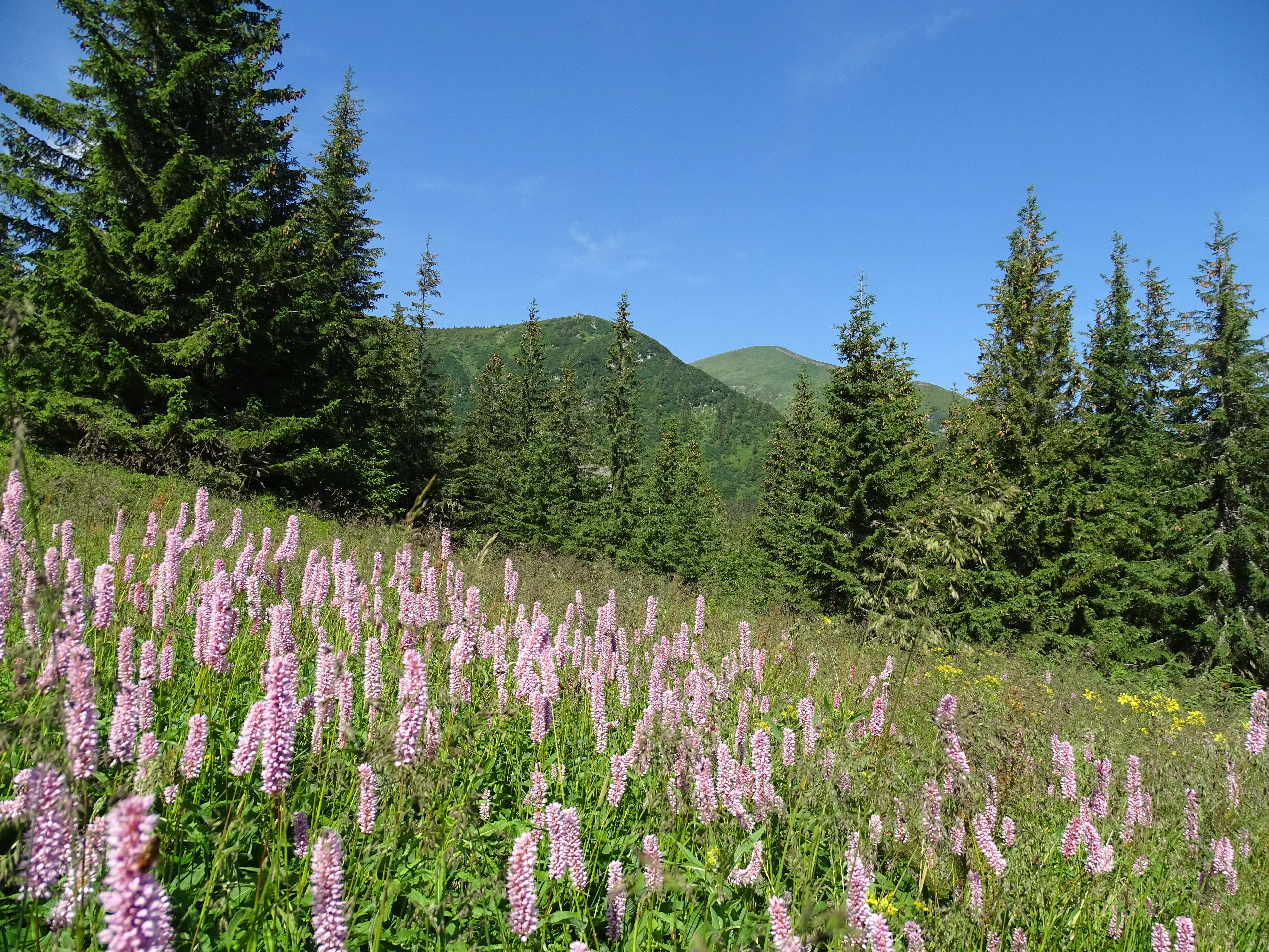 Pink wildflowers in a meadow with evergreen trees and distant mountains under a clear blue sky