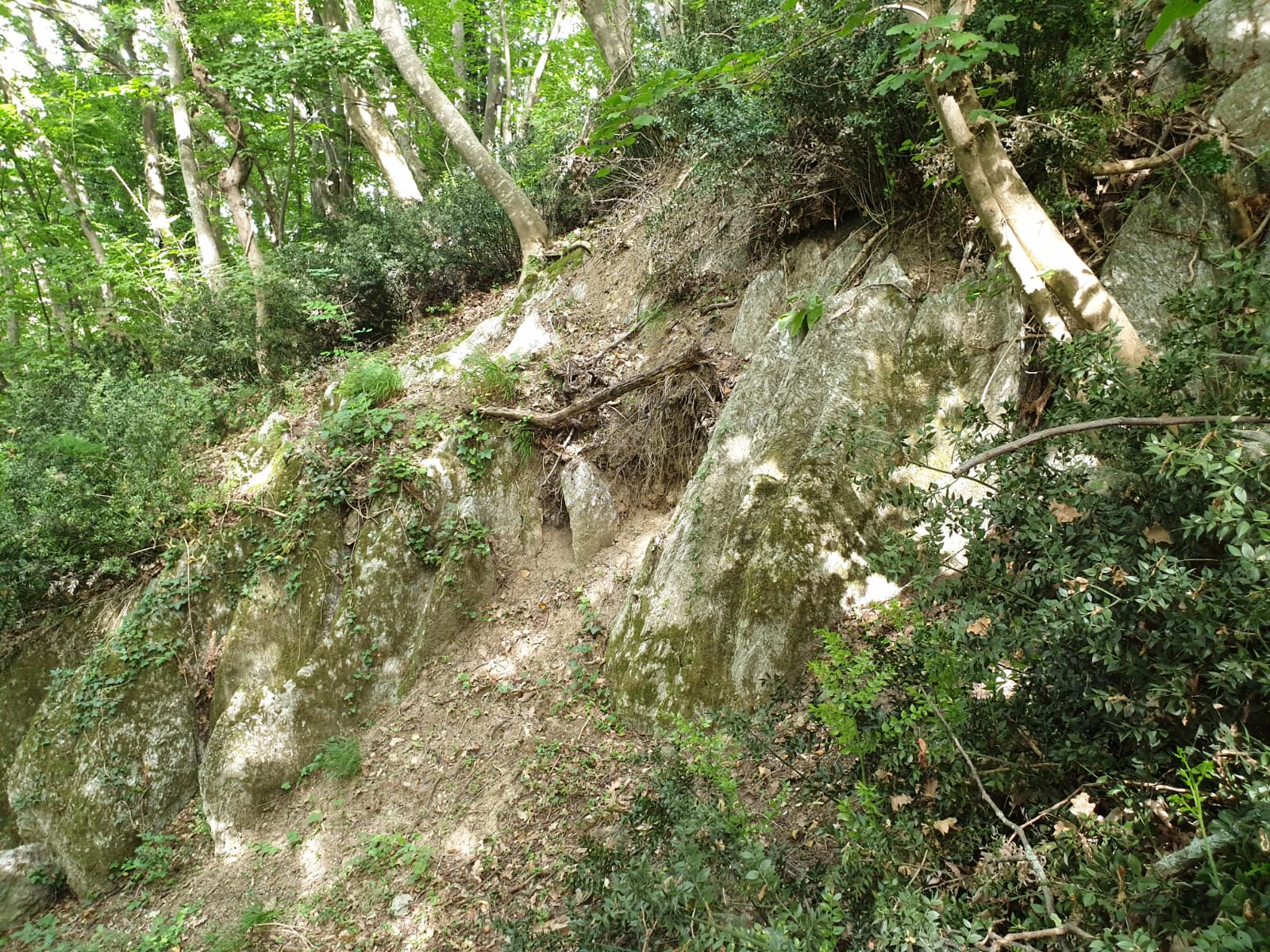 A steep, wooded slope featuring moss-covered limestone or gypsum rocks, dirt paths, and dense green tree canopy filtering sunlight.