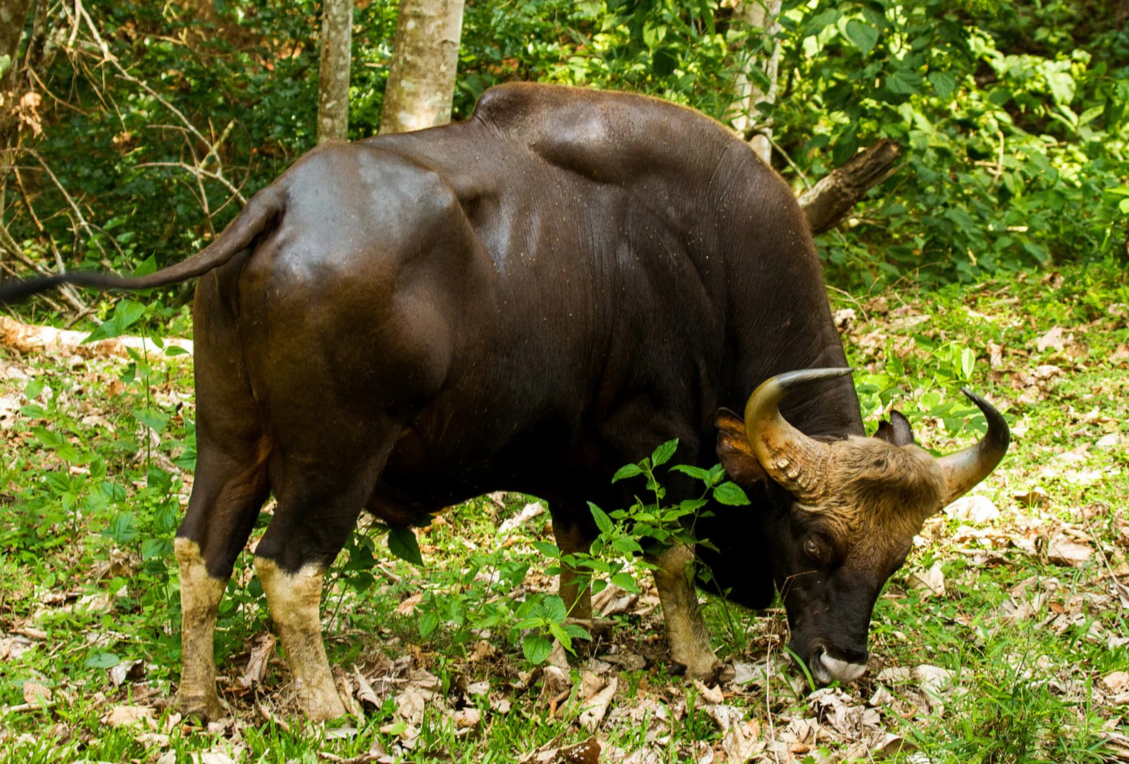 Un gran gaur de color marrón oscuro con cuernos curvados pastando en un área boscosa con vegetación verde y árboles