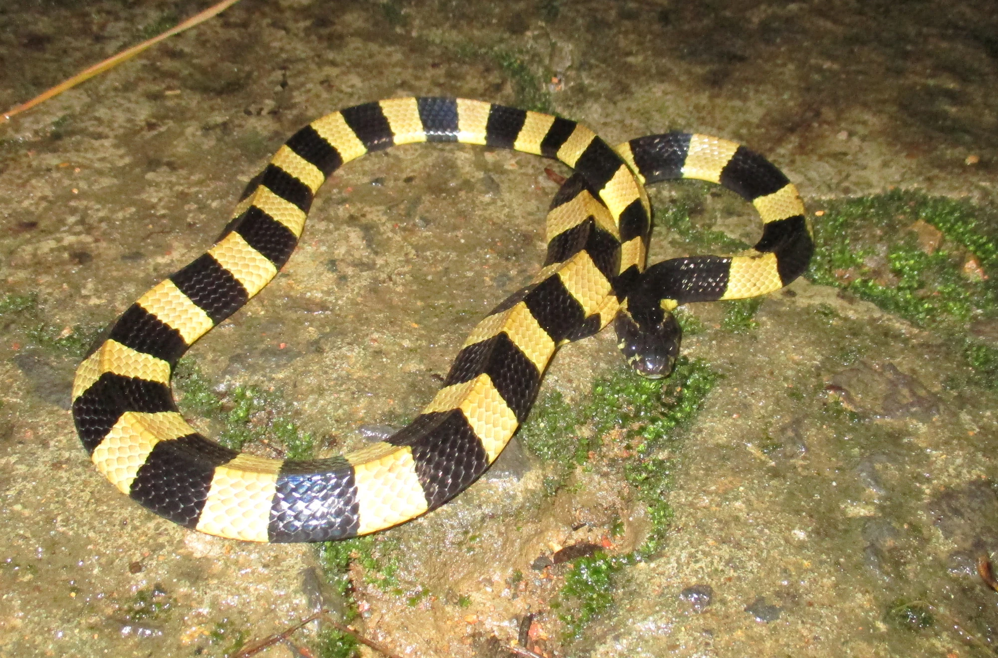 Serpiente de bandas negras y amarillas descansando sobre rocas húmedas cubiertas de musgo
