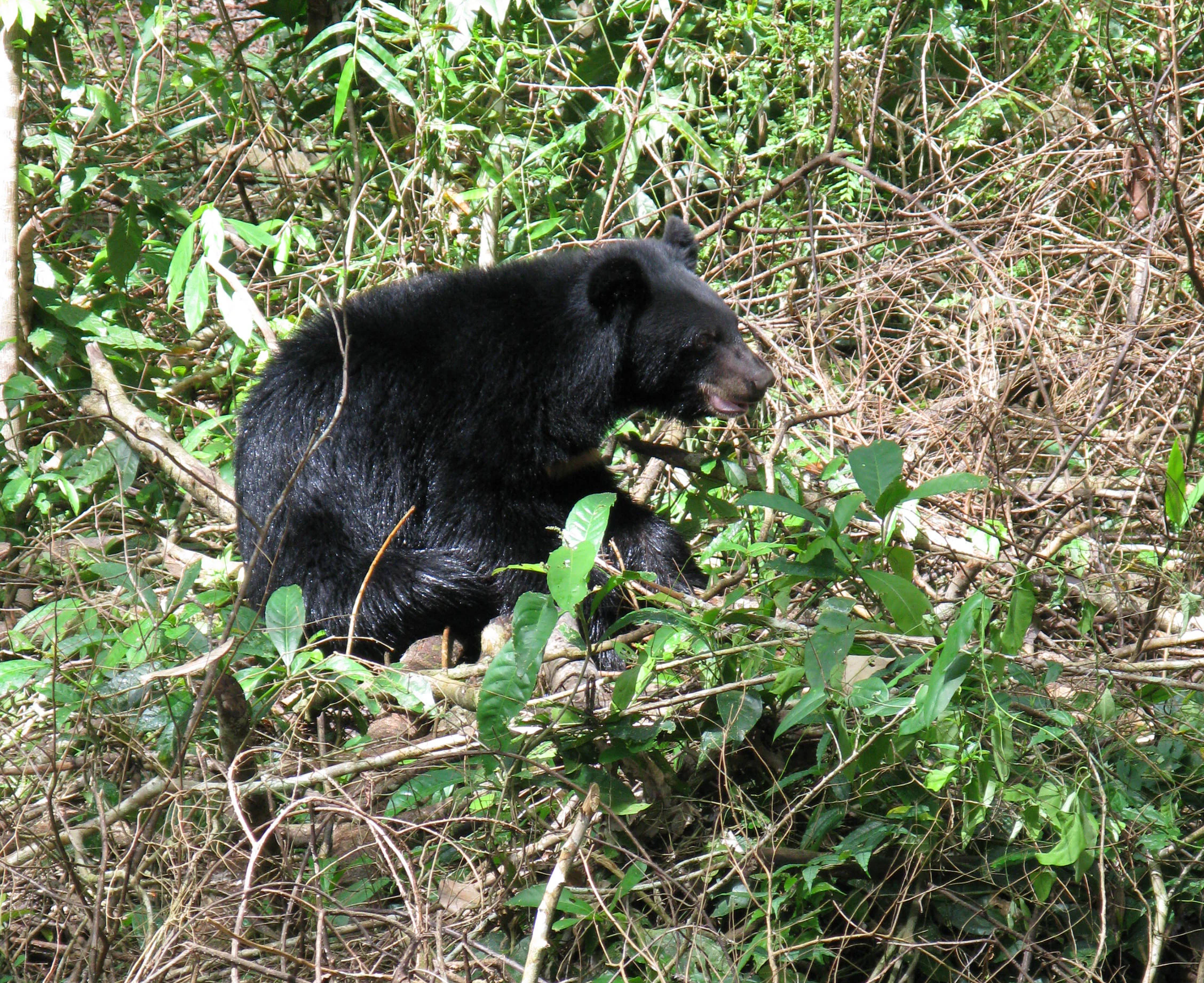 Un oso negro en un exuberante entorno boscoso verde rodeado de ramas y hojas