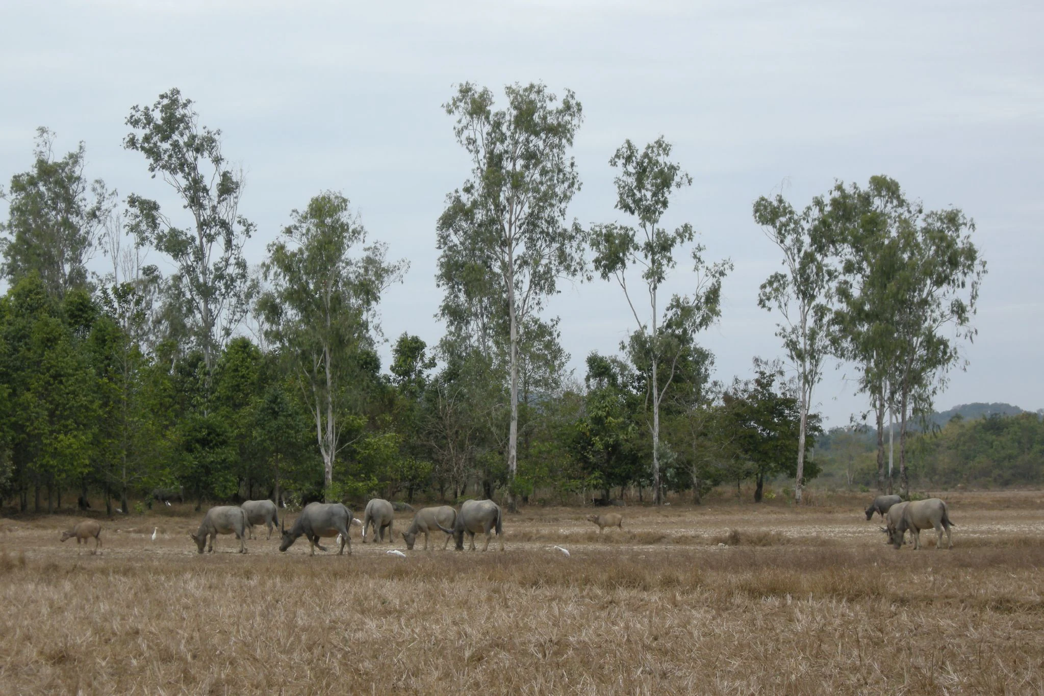 Grupo de búfalos de agua caminando por un campo de hierba seca con árboles dispersos al fondo