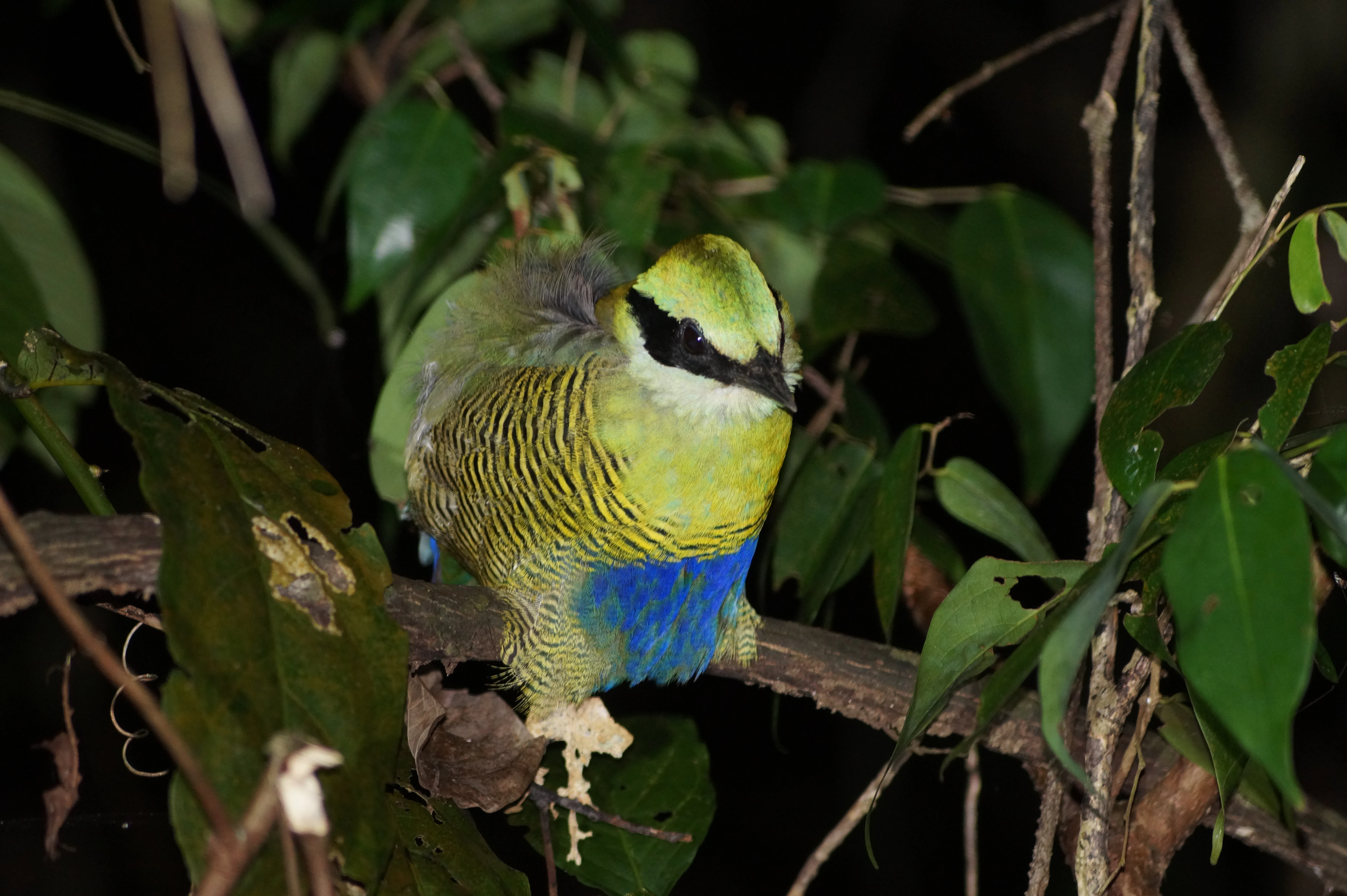 Ave pitta ventriblanca, con plumaje verde, amarillo y azul, posada en una rama rodeada de hojas verdes.
