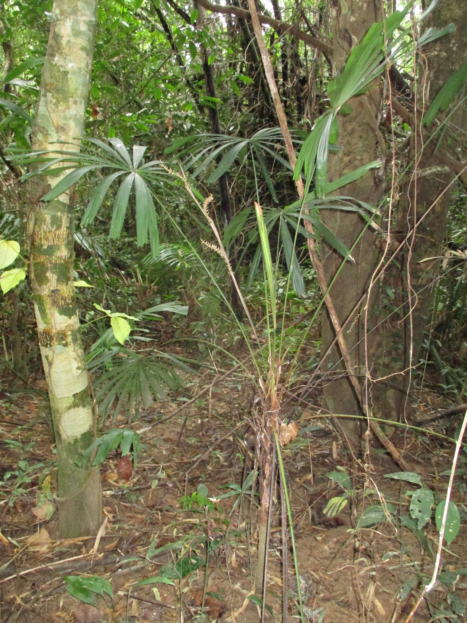 Una vista cercana de la planta Licuala cattienensis con hojas en forma de abanico en un denso bosque tropical con árboles altos y hojarasca en el suelo