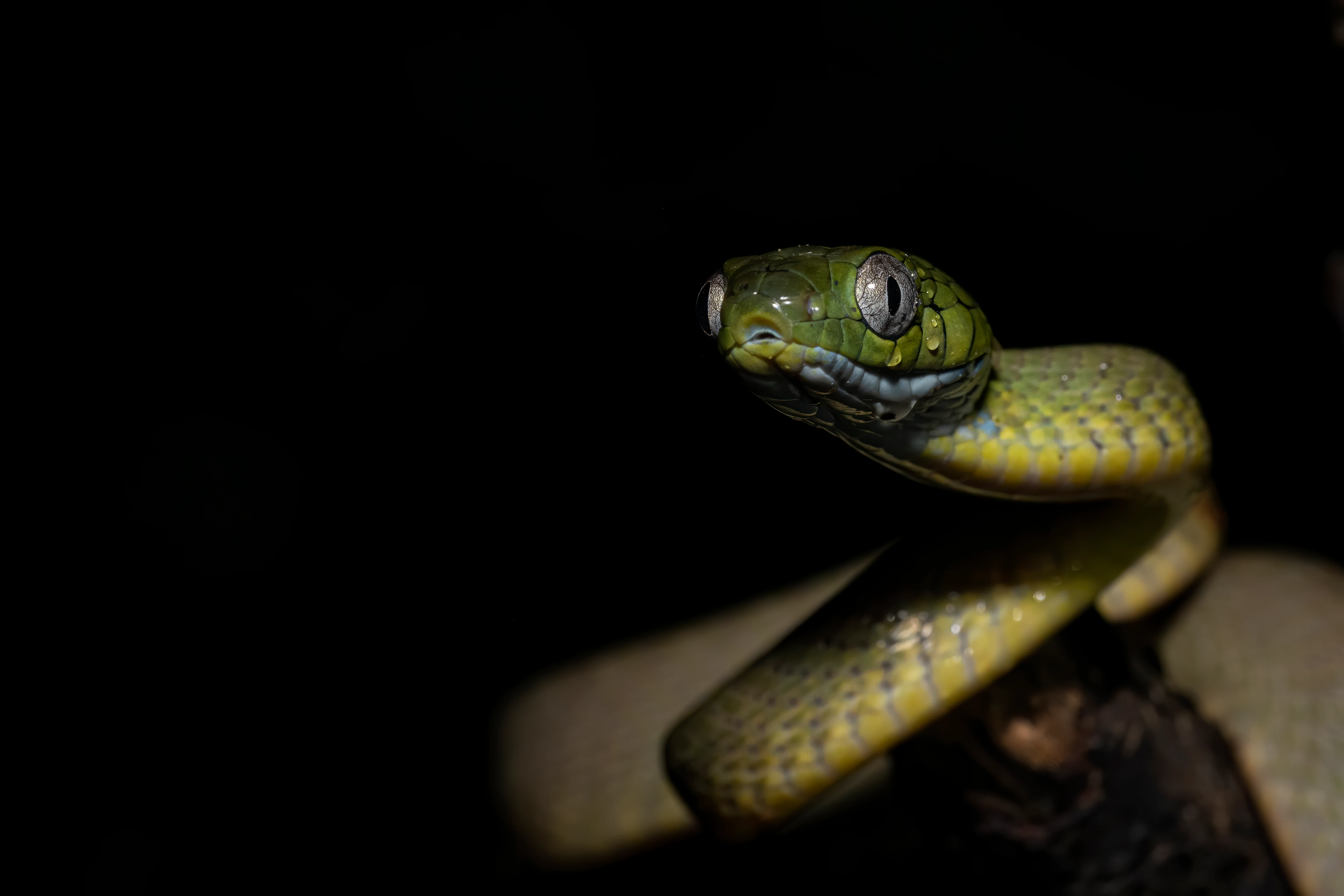 Primer plano de una culebra de gato verde con escamas estampadas, con la cabeza levantada sobre un fondo oscuro