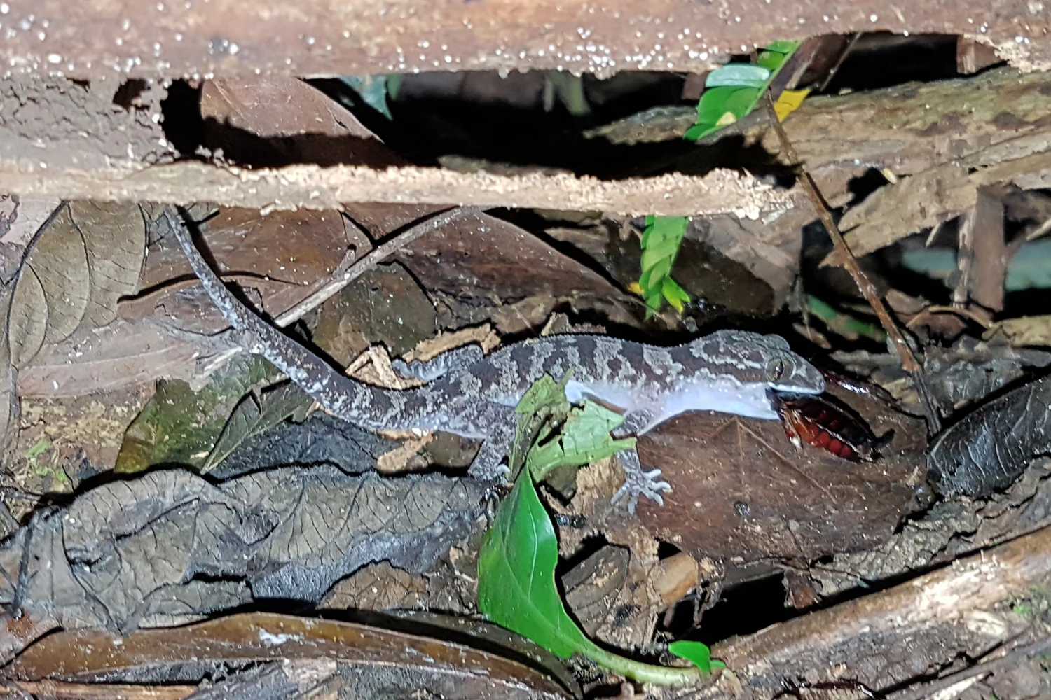 Primer plano de un gecko con piel moteada de color marrón y gris consumiendo una cucaracha entre hojas caídas y ramas
