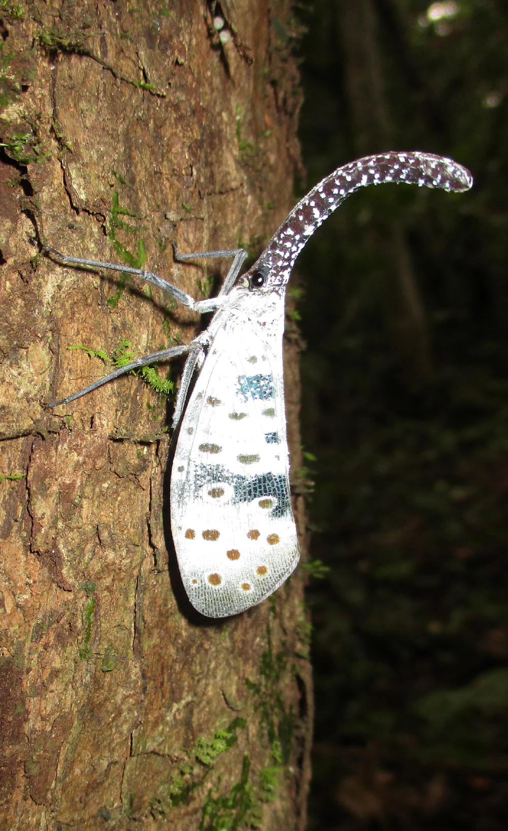 Insecto picudo blanco con alas moteadas y cola larga y curvada, posado sobre el tronco de un árbol con musgo