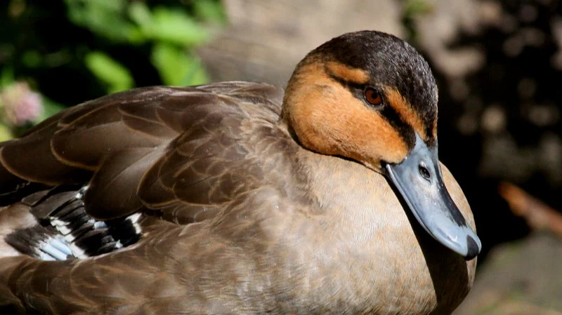 Close-up portrait of a Philippine duck showing its brown feathers, distinct eye stripe, and grey beak.