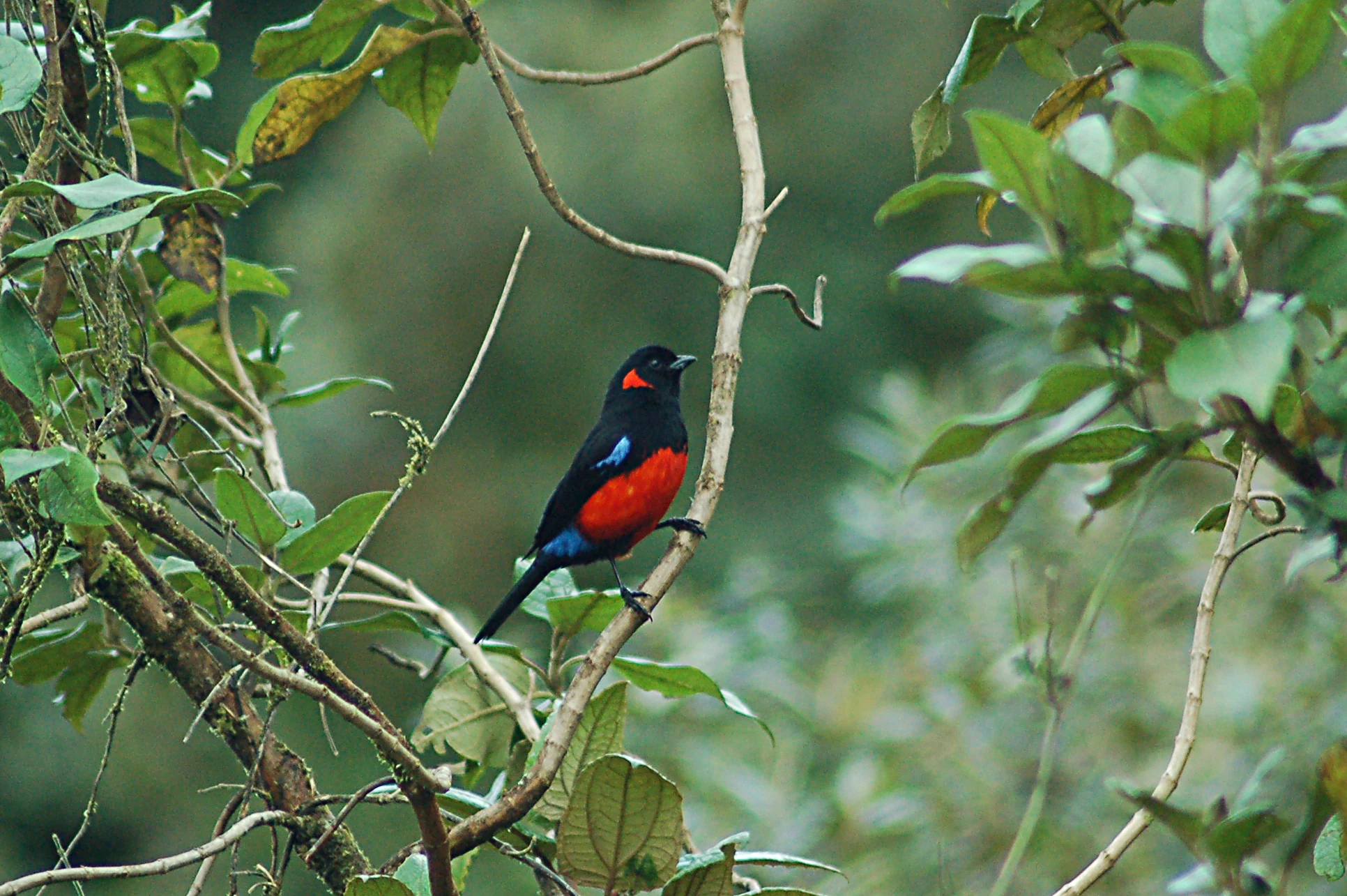 A Scarlet-bellied Mountain-Tanager bird with black, red, and blue plumage perched on a thin branch in a forest setting.