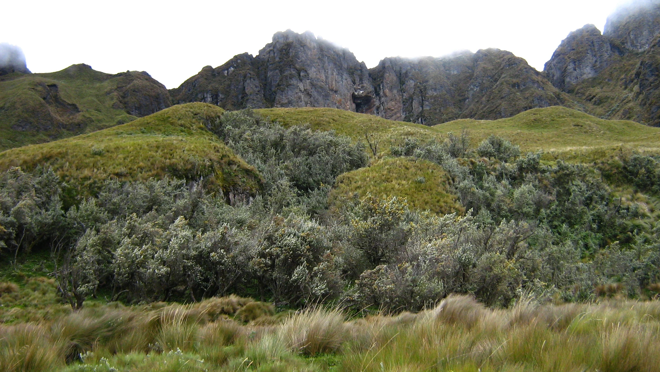A mountainous landscape showing jagged rocky peaks in the background above rolling green slopes and patches of small trees, with tall grasses in the foreground.