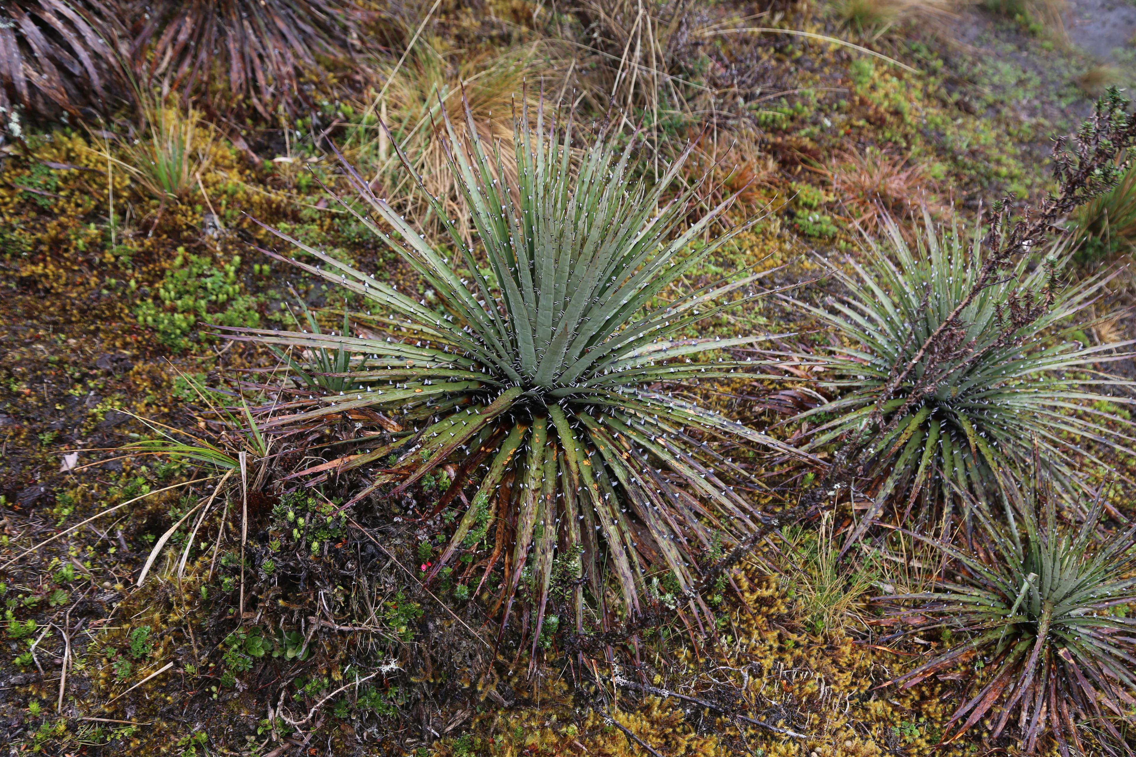 Several spiky Puya hamata plants with green pointed leaves growing in a low-lying paramo landscape.
