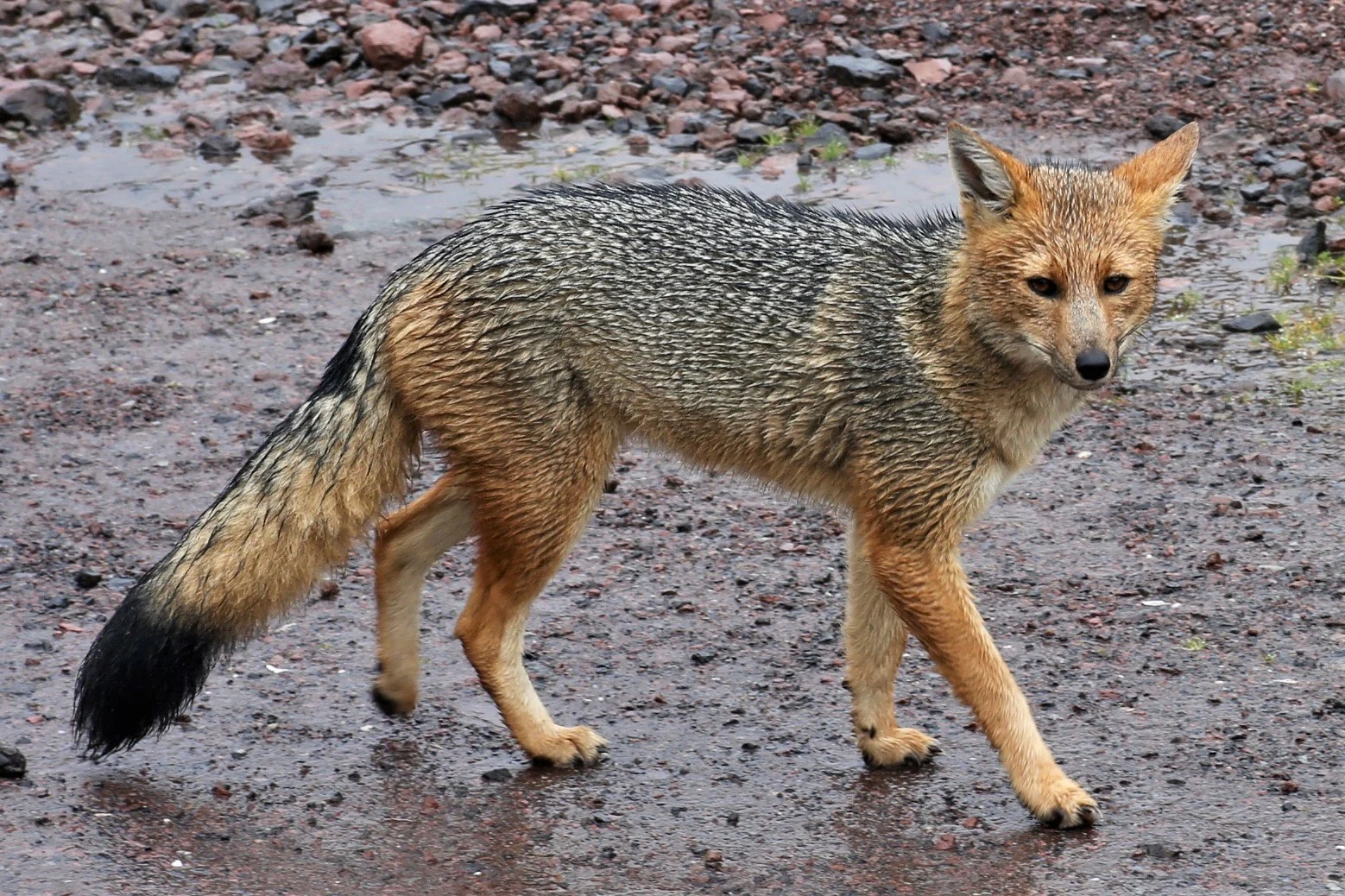 A side profile view of an Andean fox standing on damp, rocky ground in a high-altitude Andean environment.