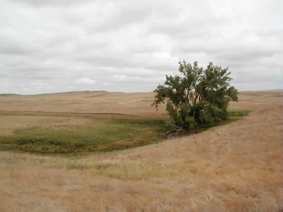 A lone green tree stands in a field of dry, golden grass under a cloudy sky, with a patch of greener vegetation at its base indicating a dry stream bed.