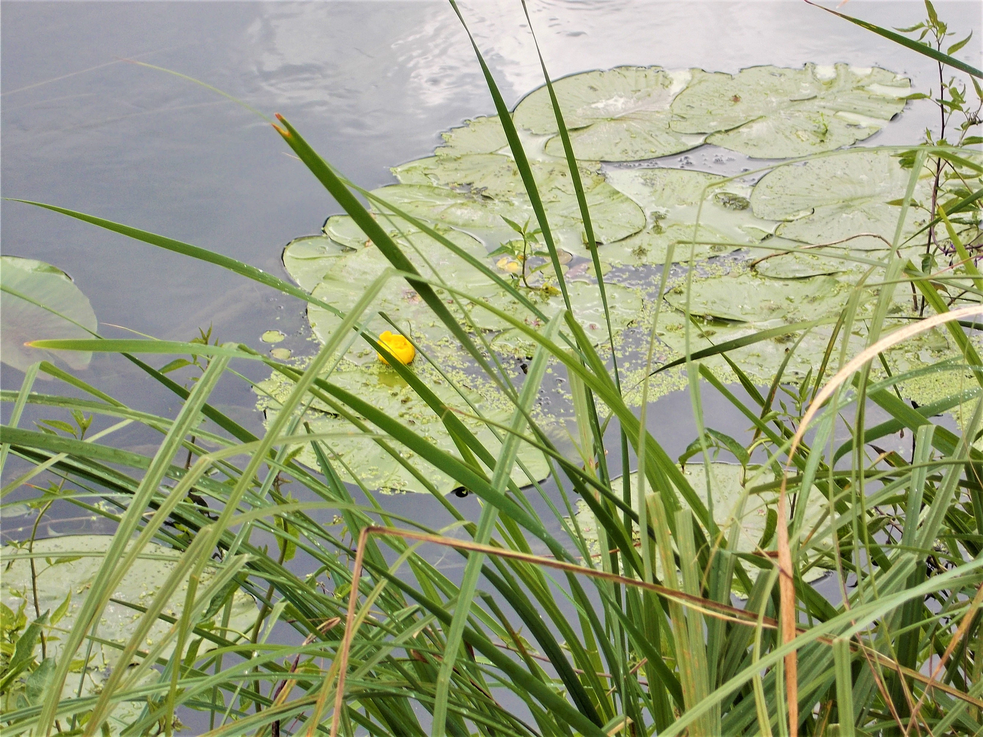 Close-up of a yellow water lily flower on a lily pad surrounded by tall grasses and water