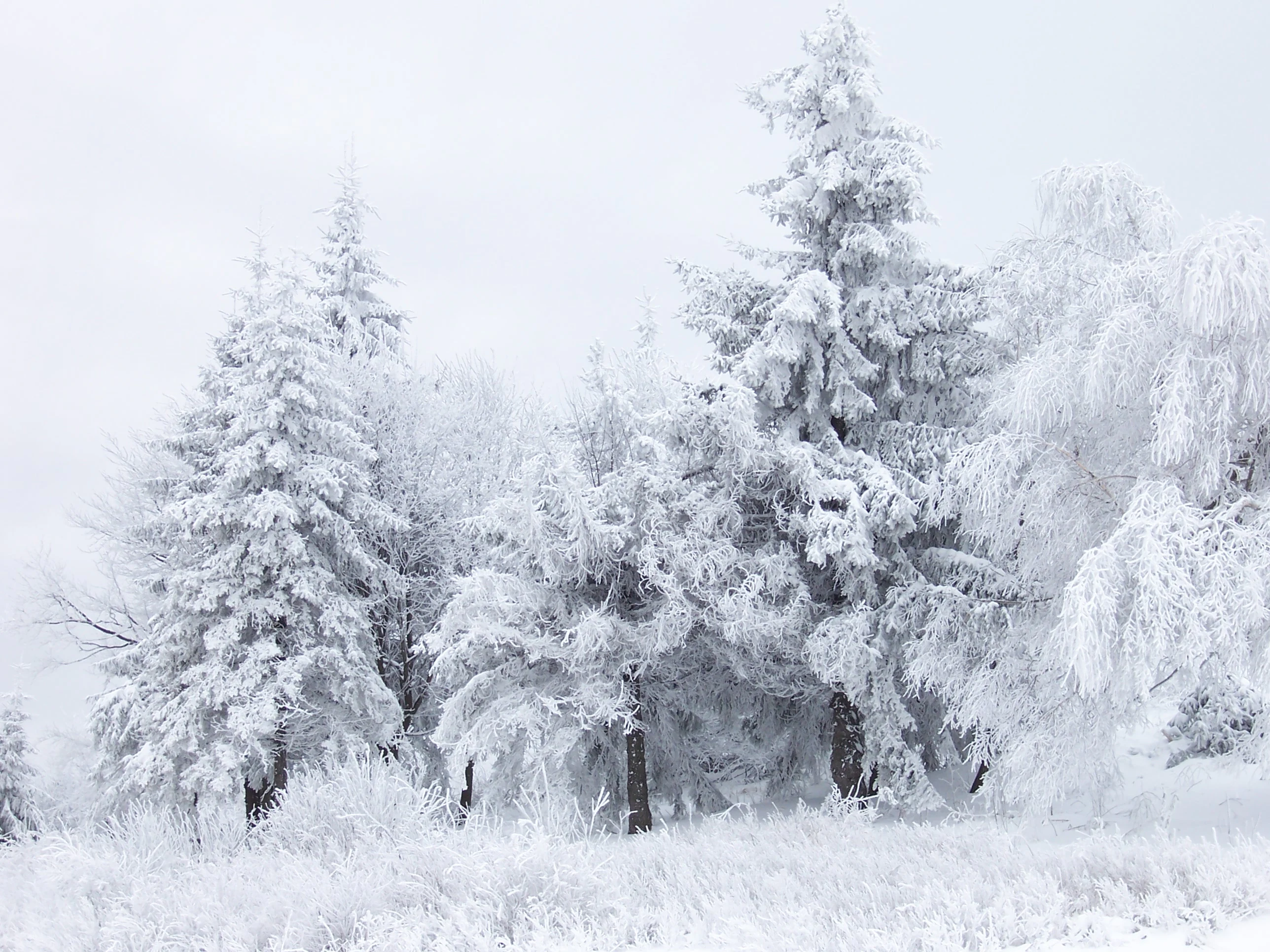 Snow-covered evergreen trees and grassland in a winter landscape