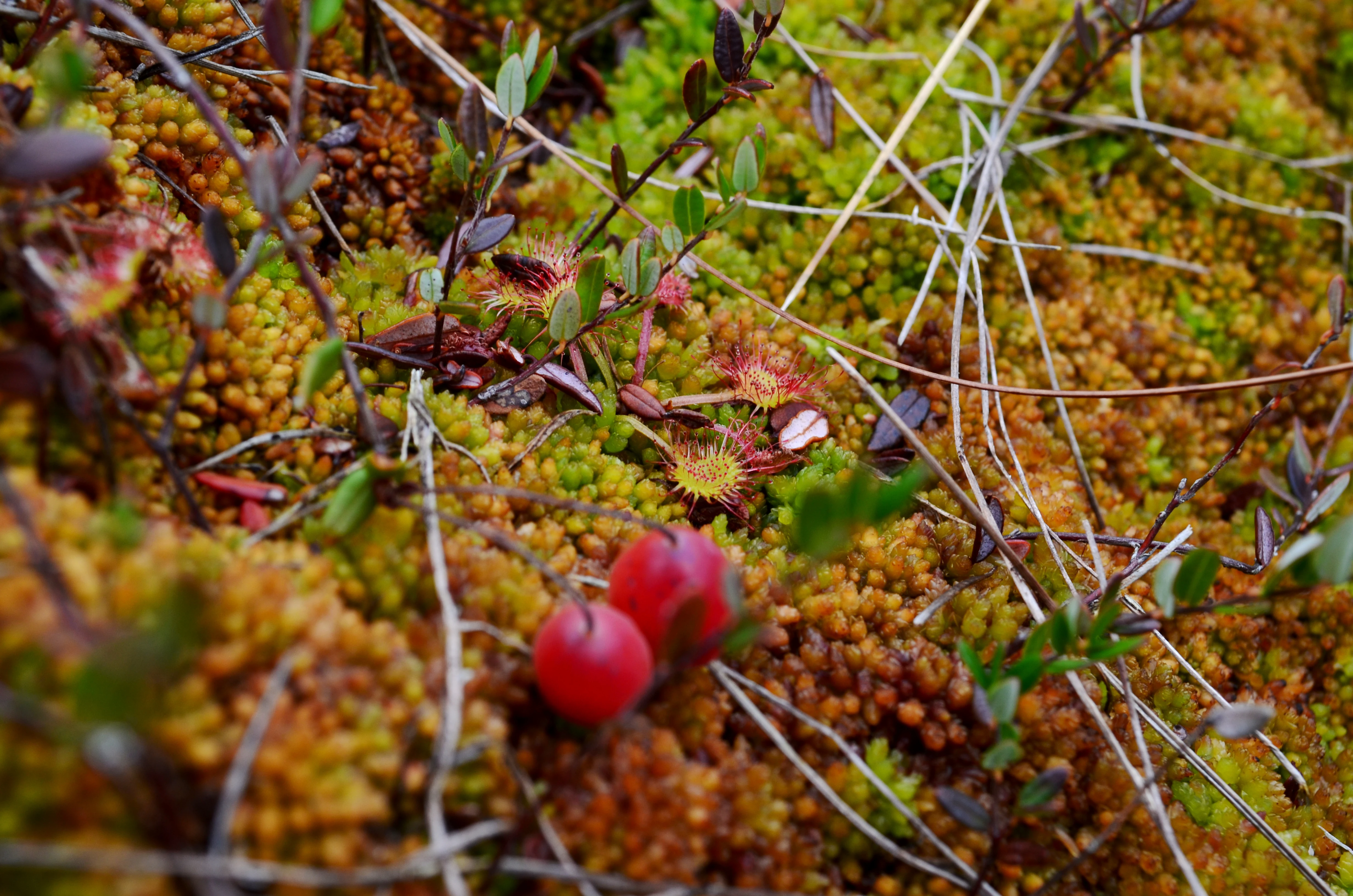 A close up view of small, red, round cranberries nestled among green and orange sphagnum moss and small, reddish, circular sundew plants in a marshy habitat.