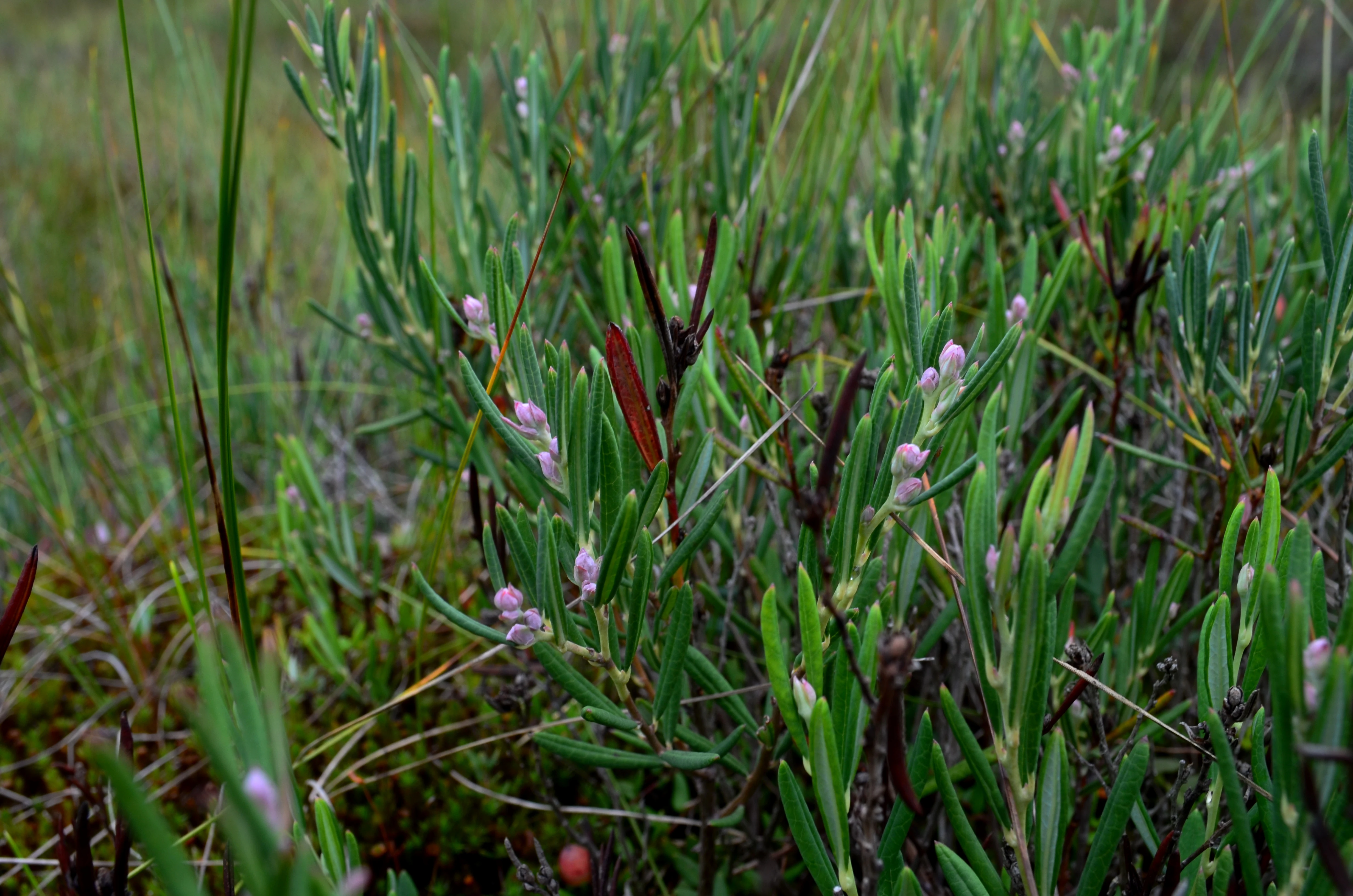 Close-up of small green bog rosemary plants with light purple buds and narrow leaves, growing in a marshy habitat.