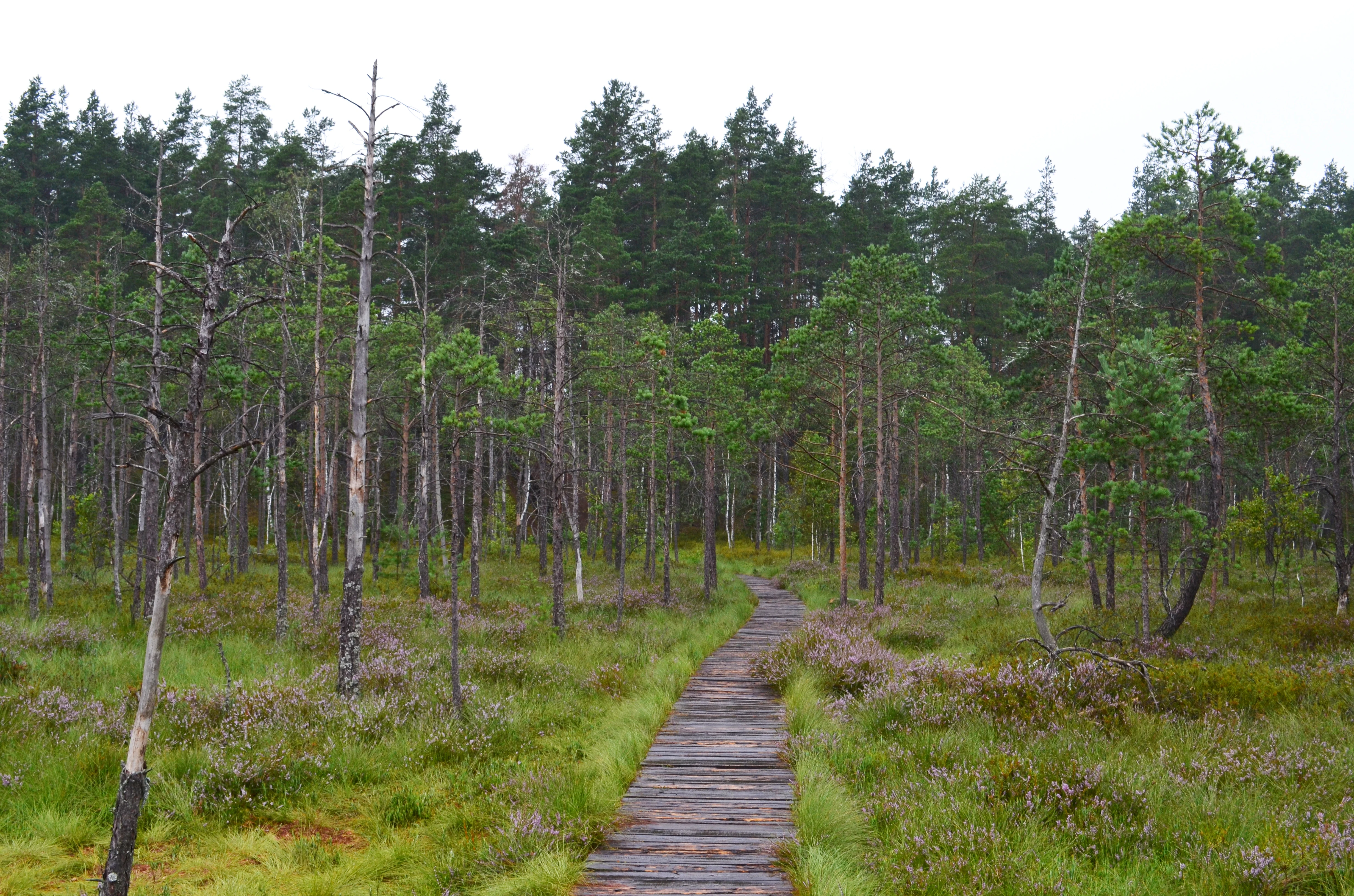 A narrow wooden boardwalk path cuts through a marshy landscape with low scrub, grasses, and scattered pine trees leading toward a denser pine forest in the background.