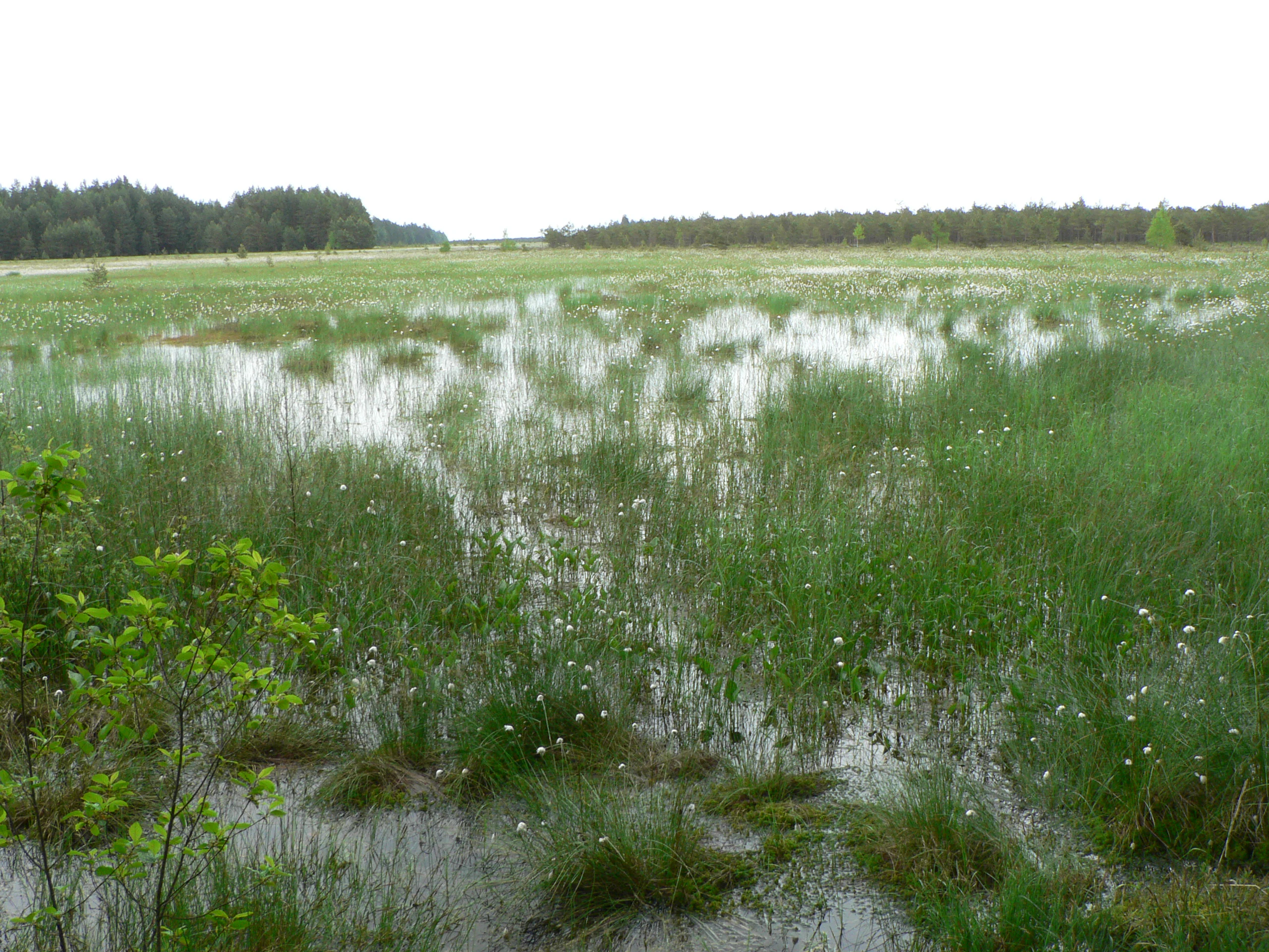 A wide, low-angle shot of a sprawling marshy landscape with patches of standing water, grasses, and scattered low vegetation, leading to a line of dense forest in the distance under an overcast sky.