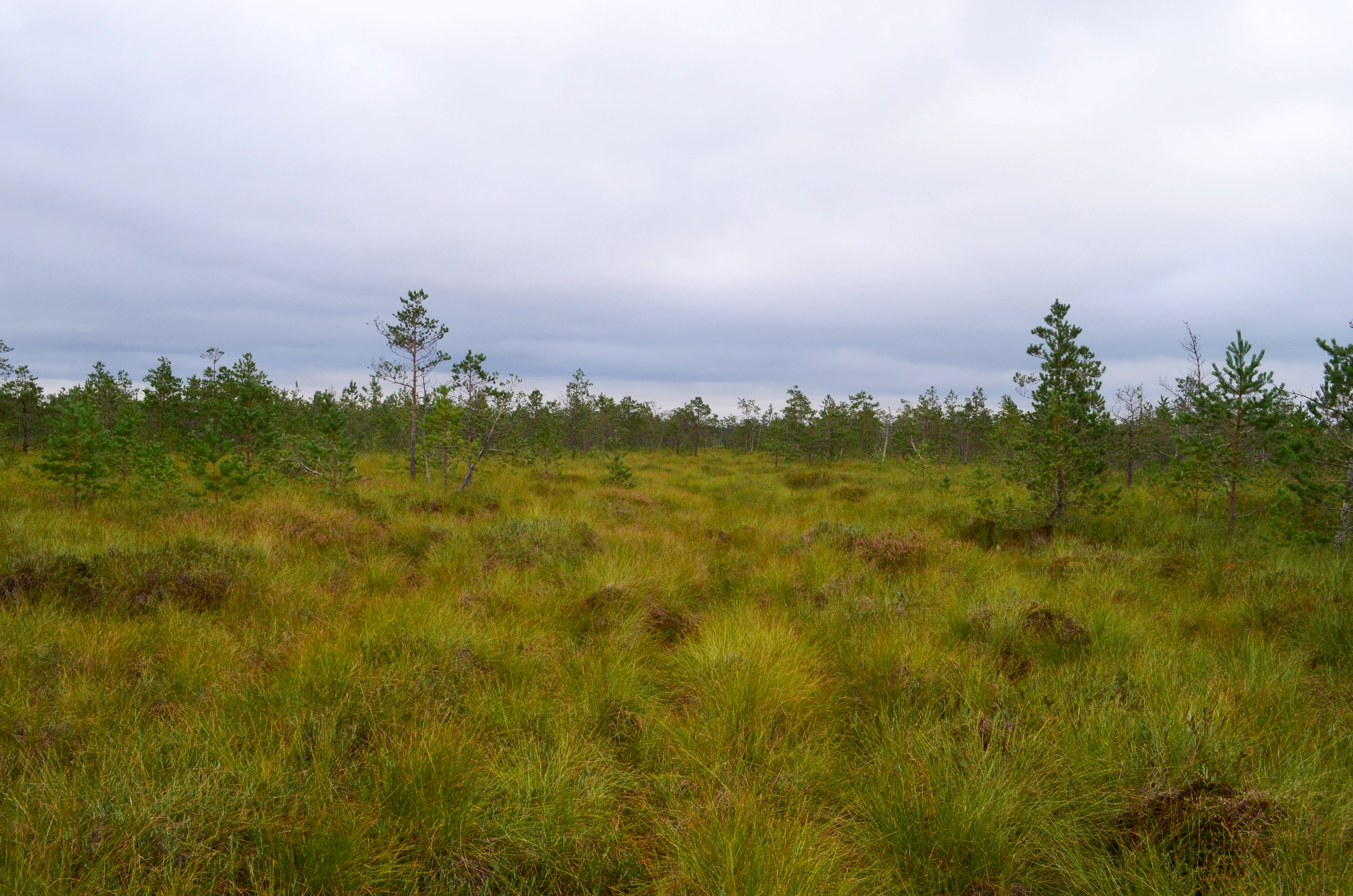 A vast, flat marshland landscape covered in tall green and yellowish grasses, dotted with small, sparse pine trees under a cloudy sky.