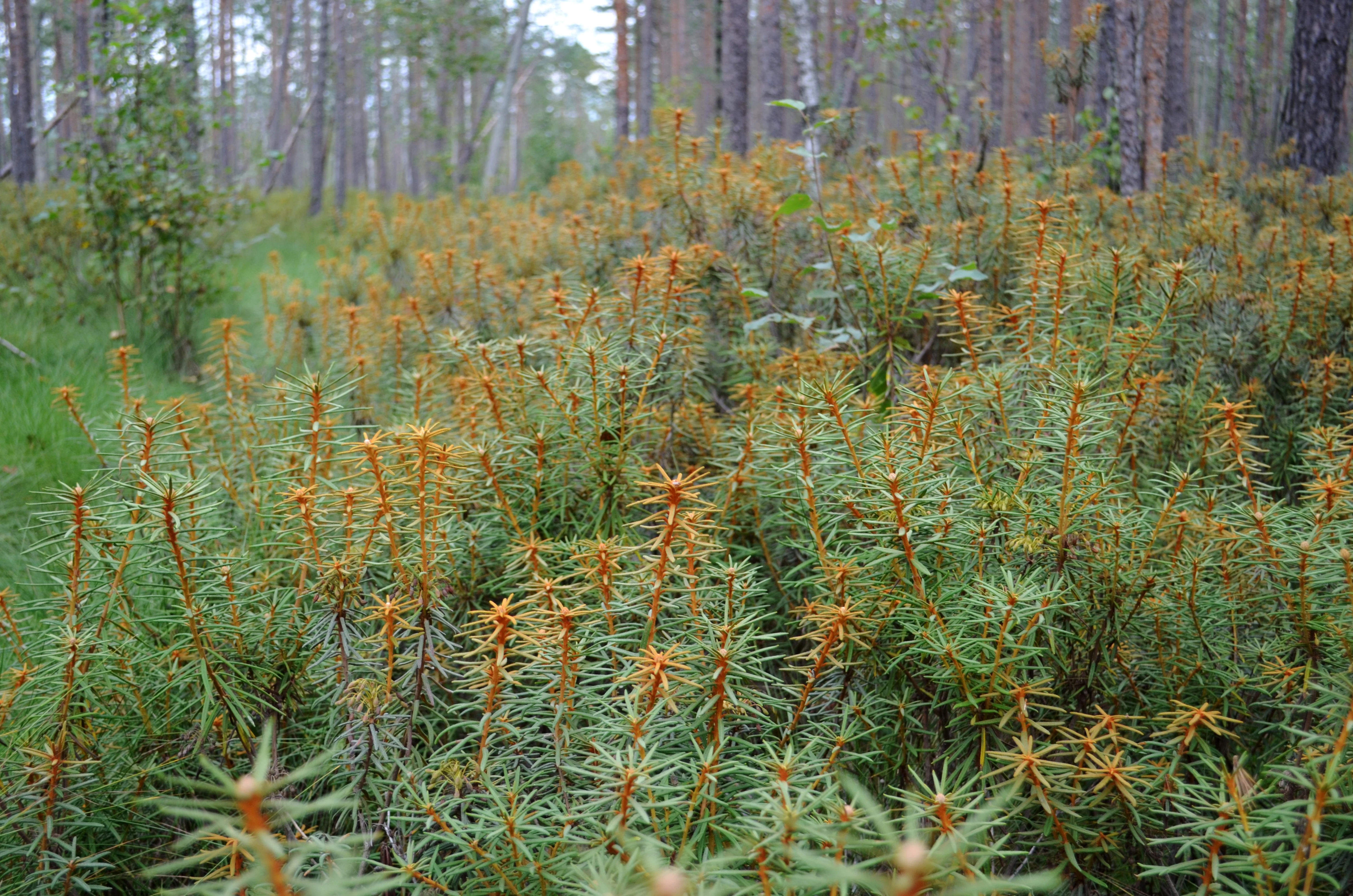 A close-up view of a cluster of wild rosemary plants with slender green leaves and rusty-colored stems growing in a forest-adjacent marshy area.