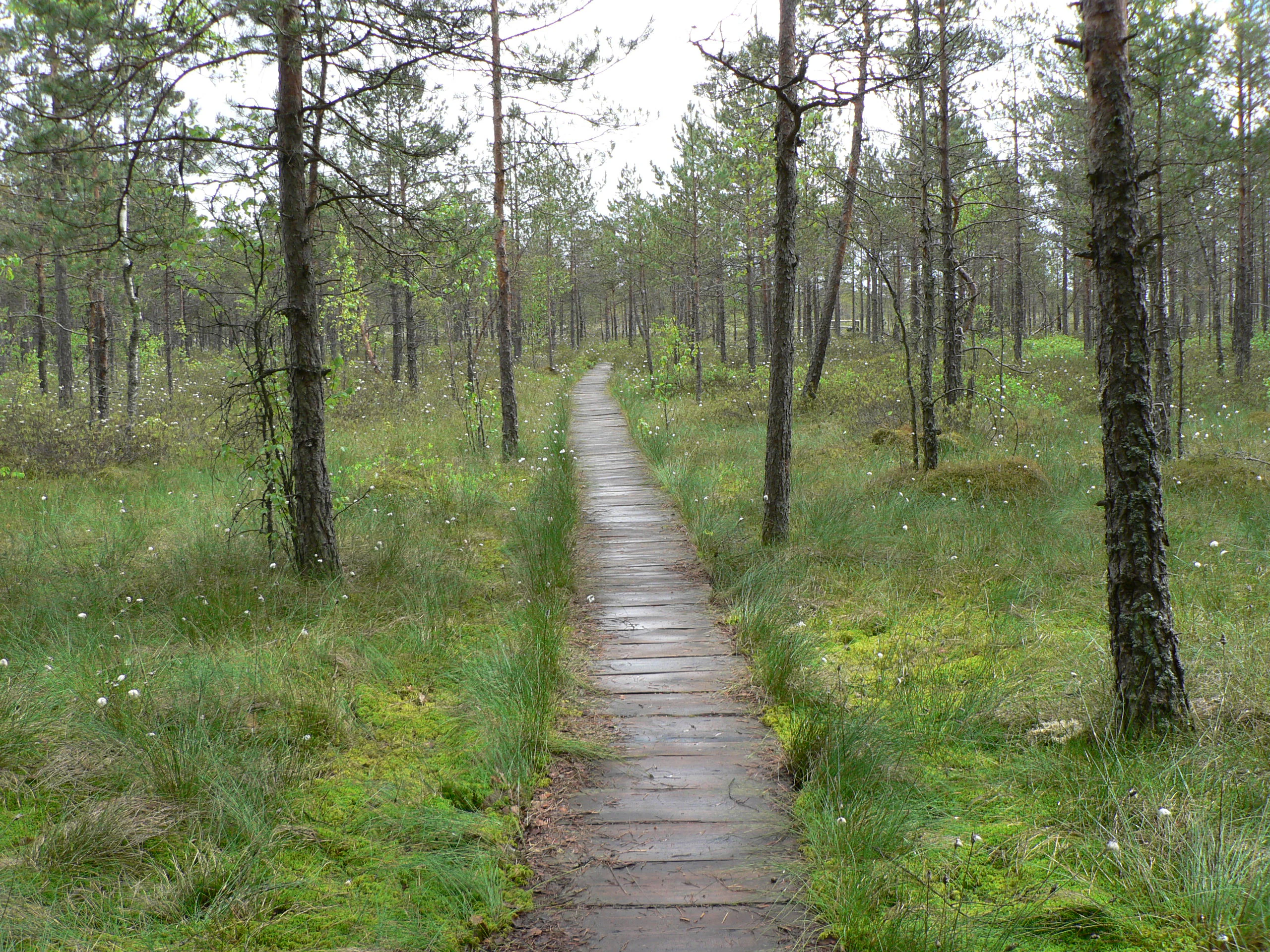 A narrow wooden boardwalk stretches through a flat, mossy wetland area scattered with thin pine trees under an overcast sky.
