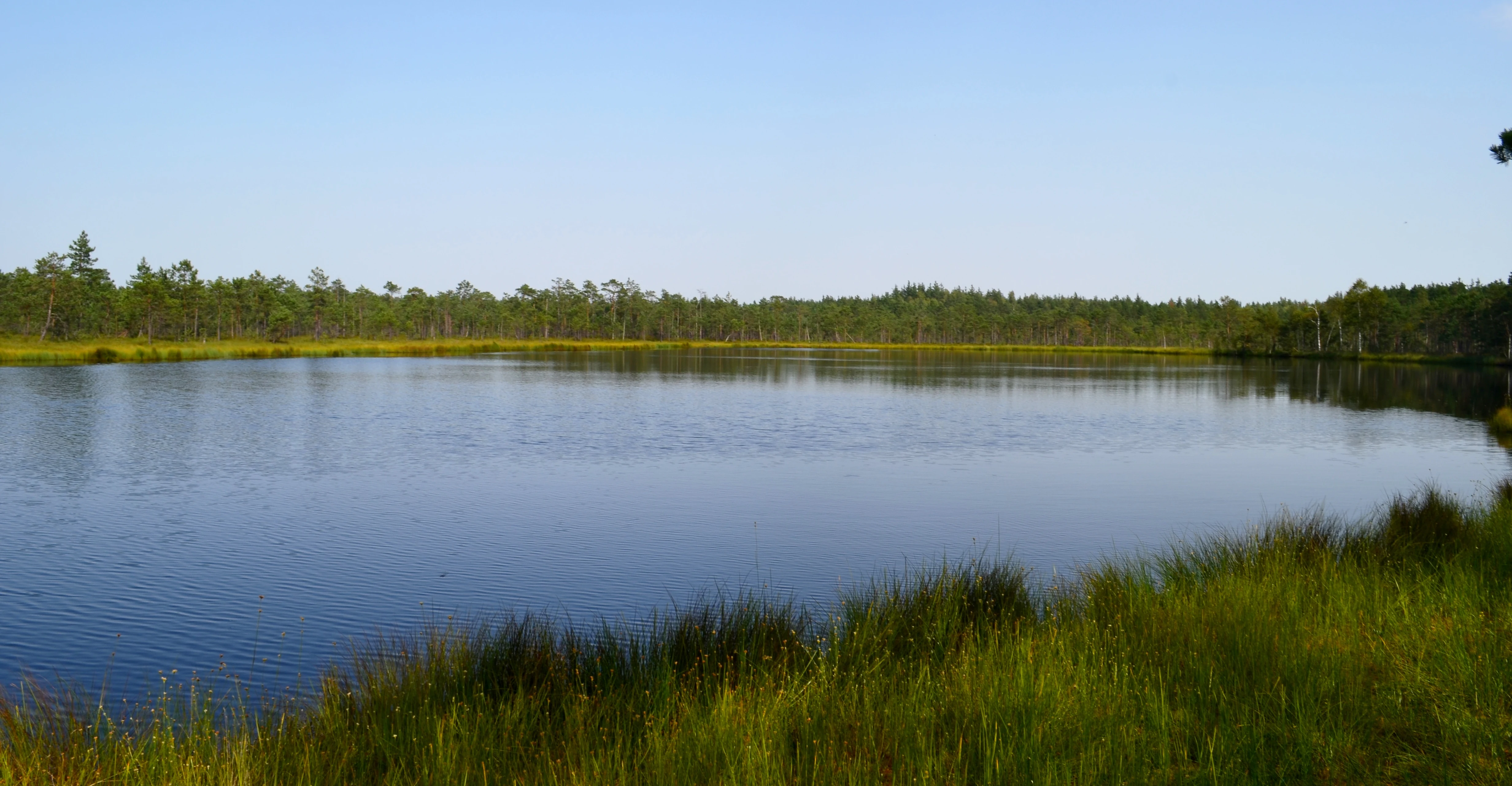 A wide, still lake reflects a clear blue sky, surrounded by marshy wetlands and low-lying pine forest in the distance.