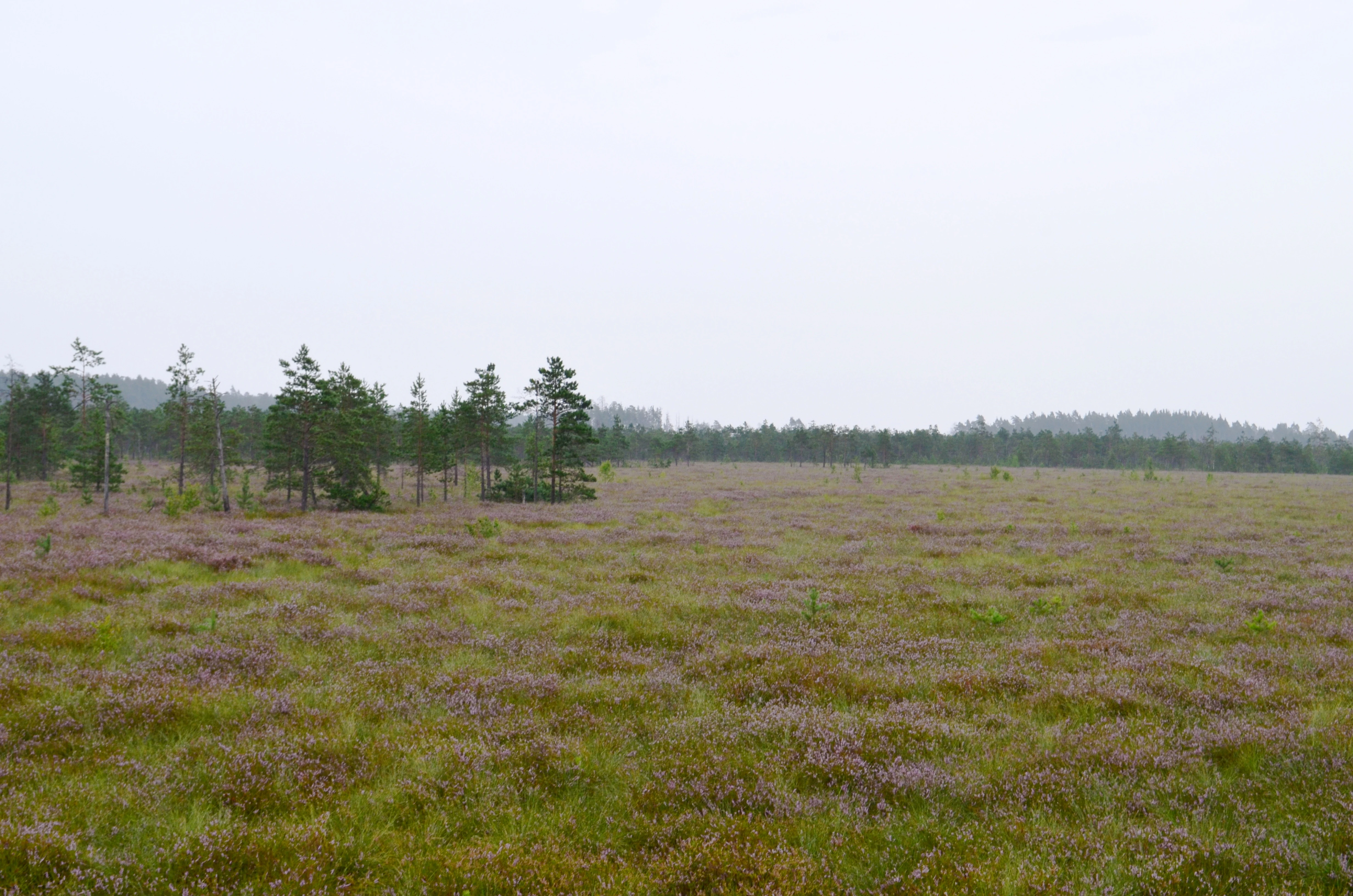 A wide, eye-level shot of a flat bog landscape with purple-flowering heather in the foreground and a line of sparse pine trees and distant forest under an overcast sky.
