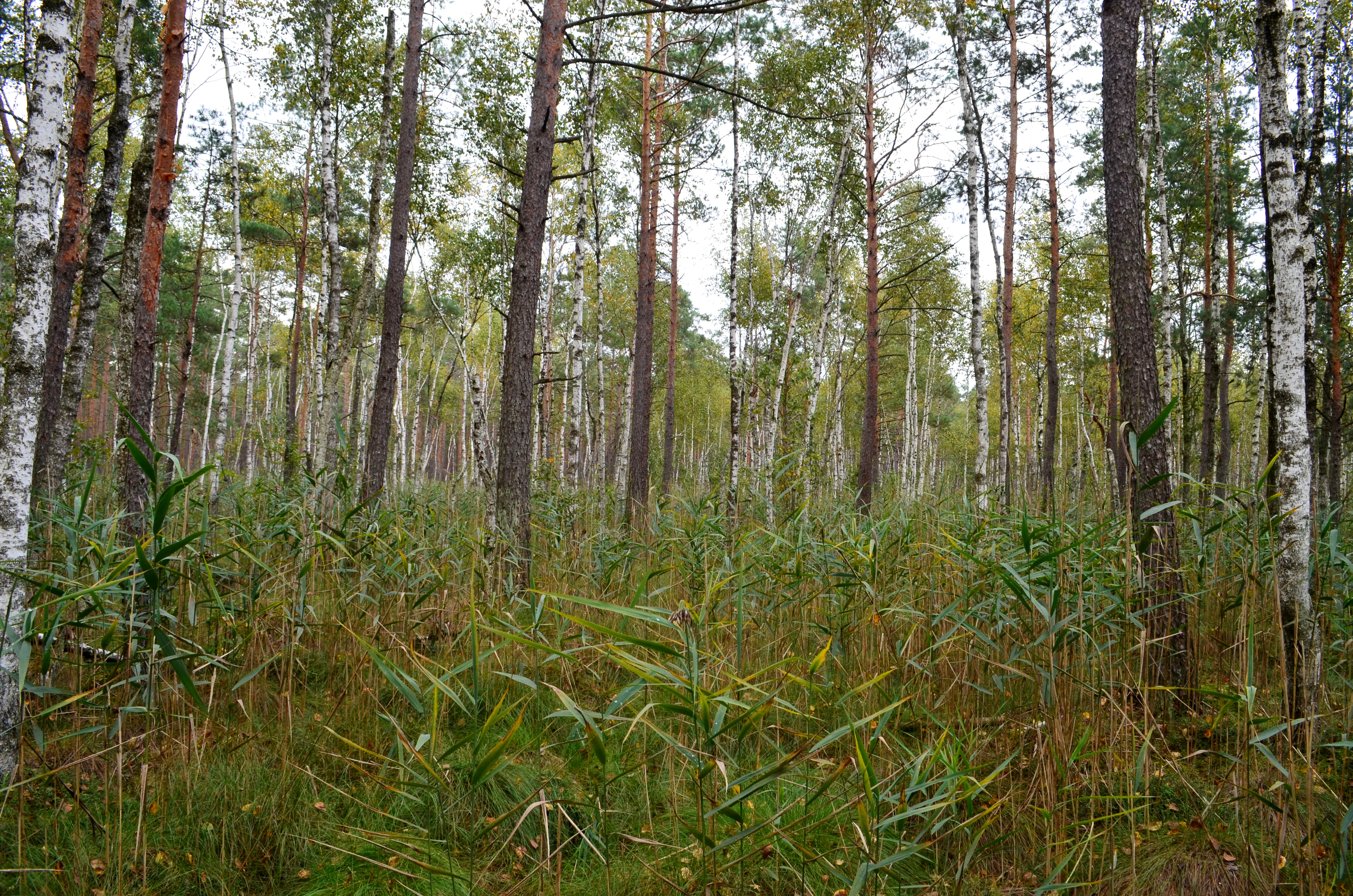 A dense forest of tall birch and pine trees emerging from a wetland floor covered in thick green marsh reeds.