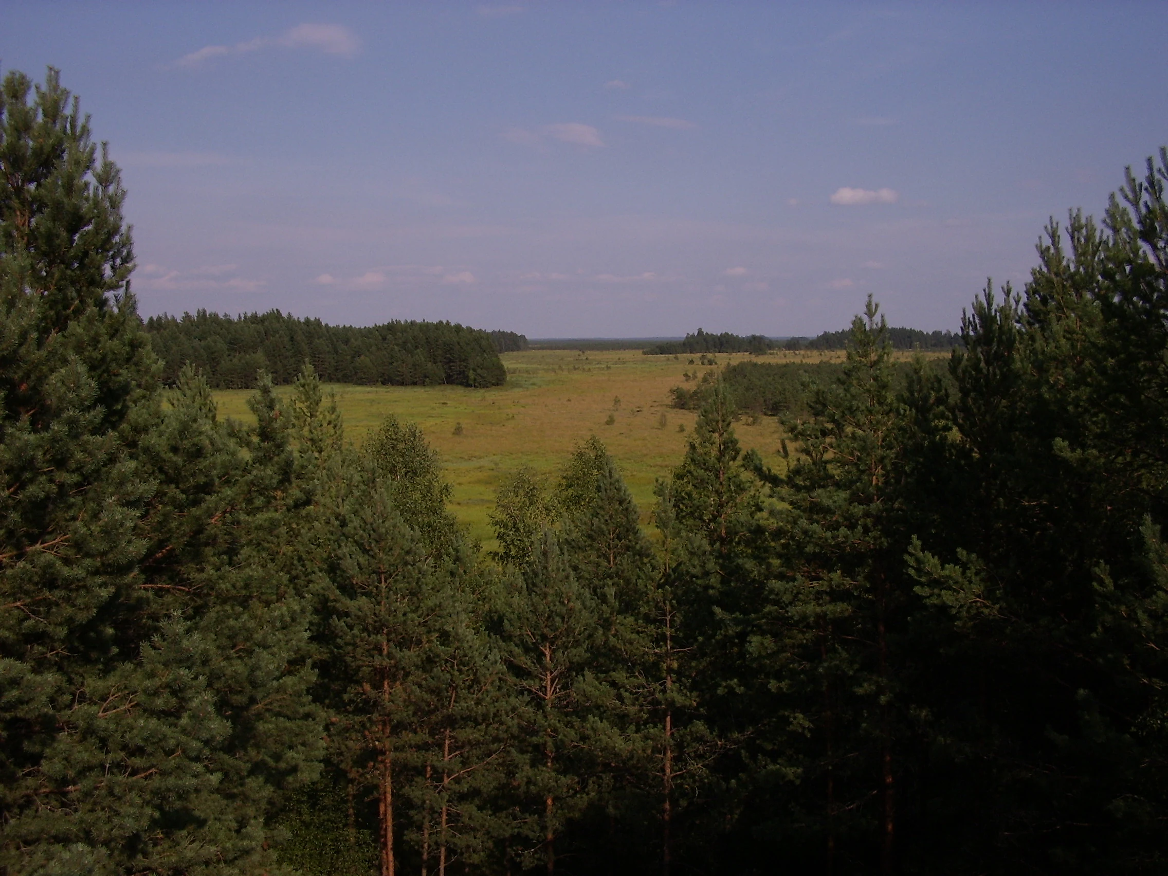 A high-angle view looking over a sprawling green marsh or bog area, framed by pine trees on the left and right sides under a clear sky.